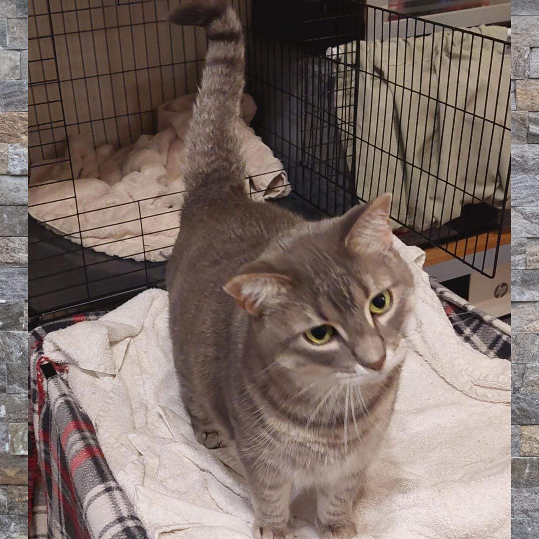 Meowlica, a Adoptable Tabby in Orange City, FL image 2/4