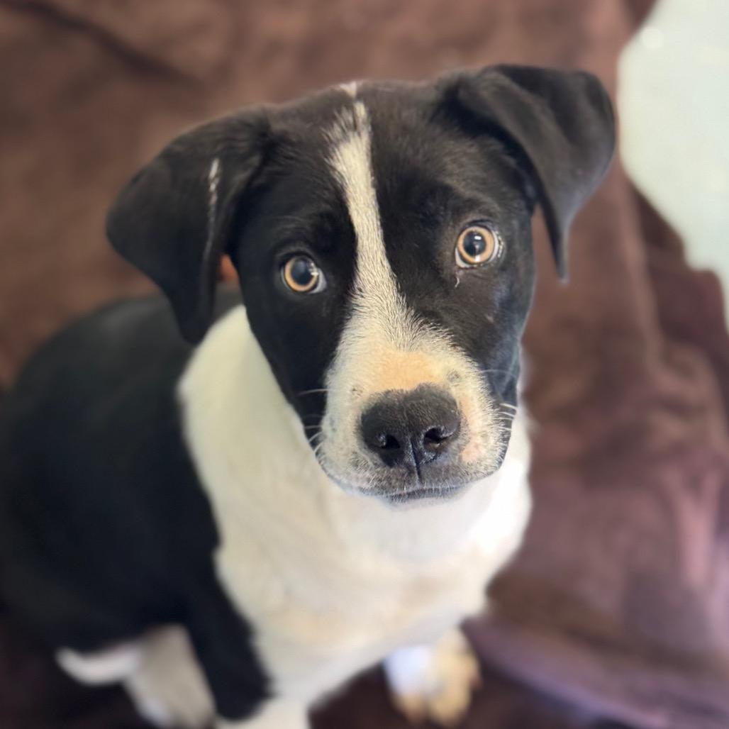 Enlarge Jagger, a Adoptable mixed breed in Santa Barbara, CA image 1/4