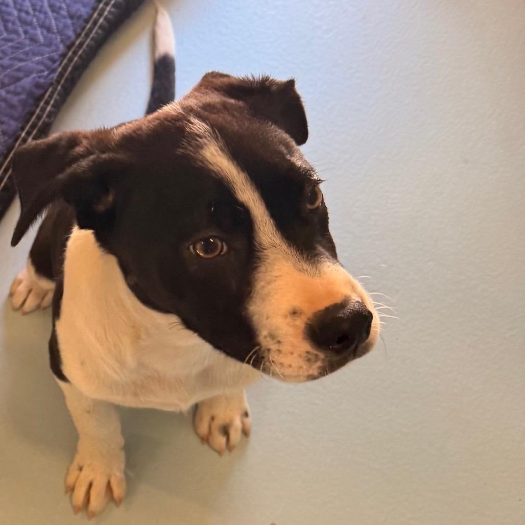 Enlarge Jagger, a Adoptable mixed breed in Santa Barbara, CA image 2/4