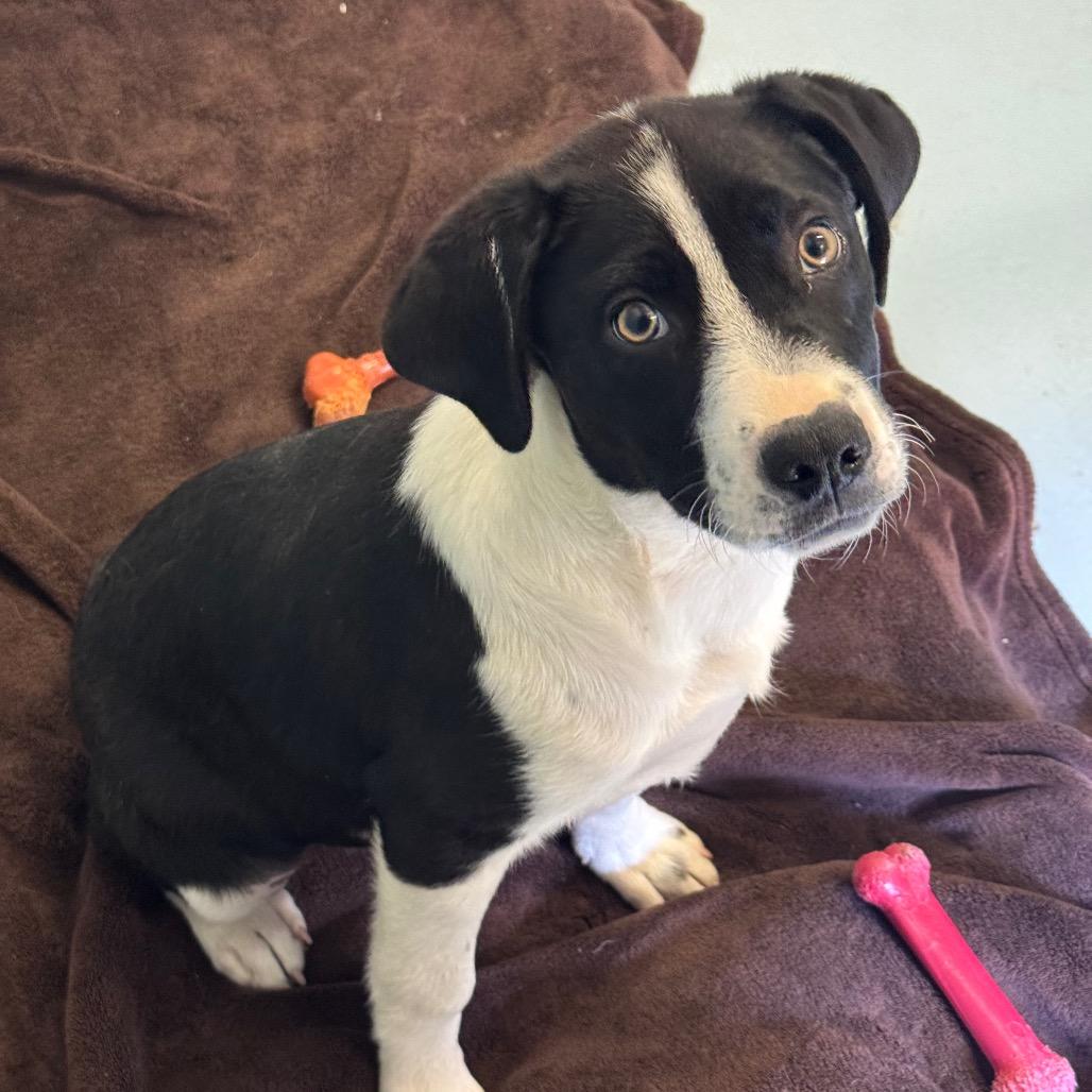 Enlarge Jagger, a Adoptable mixed breed in Santa Barbara, CA image 3/4