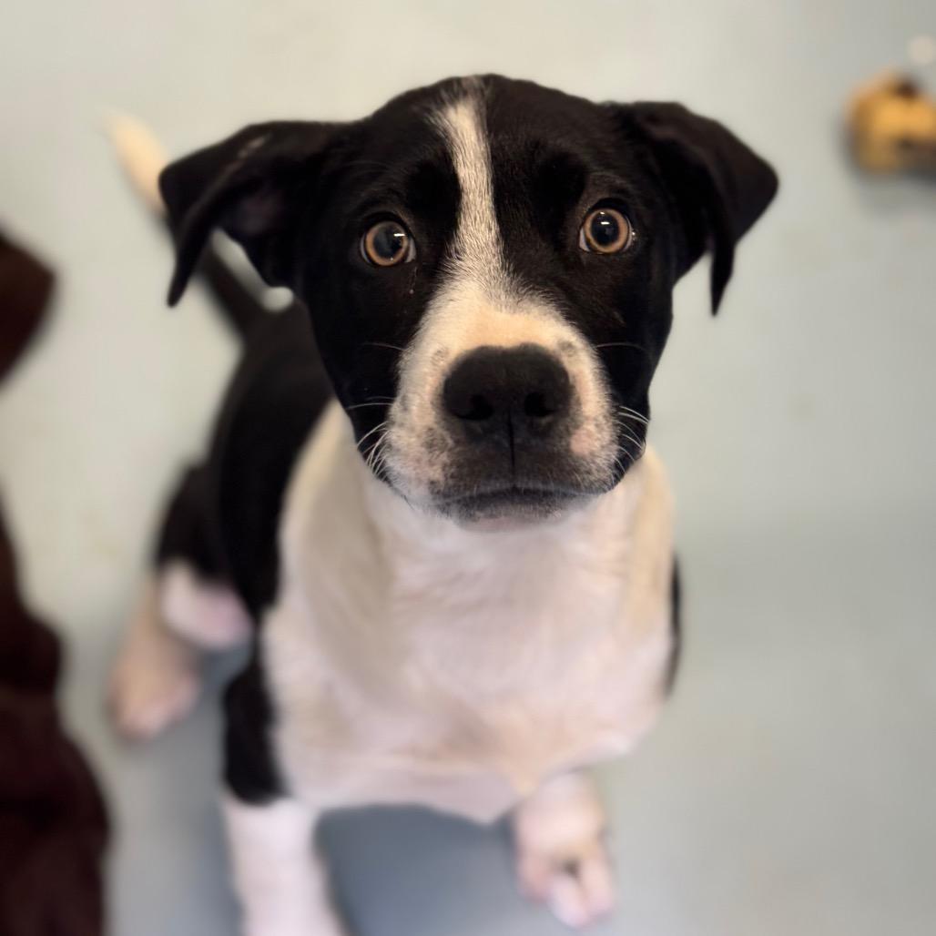 Enlarge Jagger, a Adoptable mixed breed in Santa Barbara, CA image 4/4