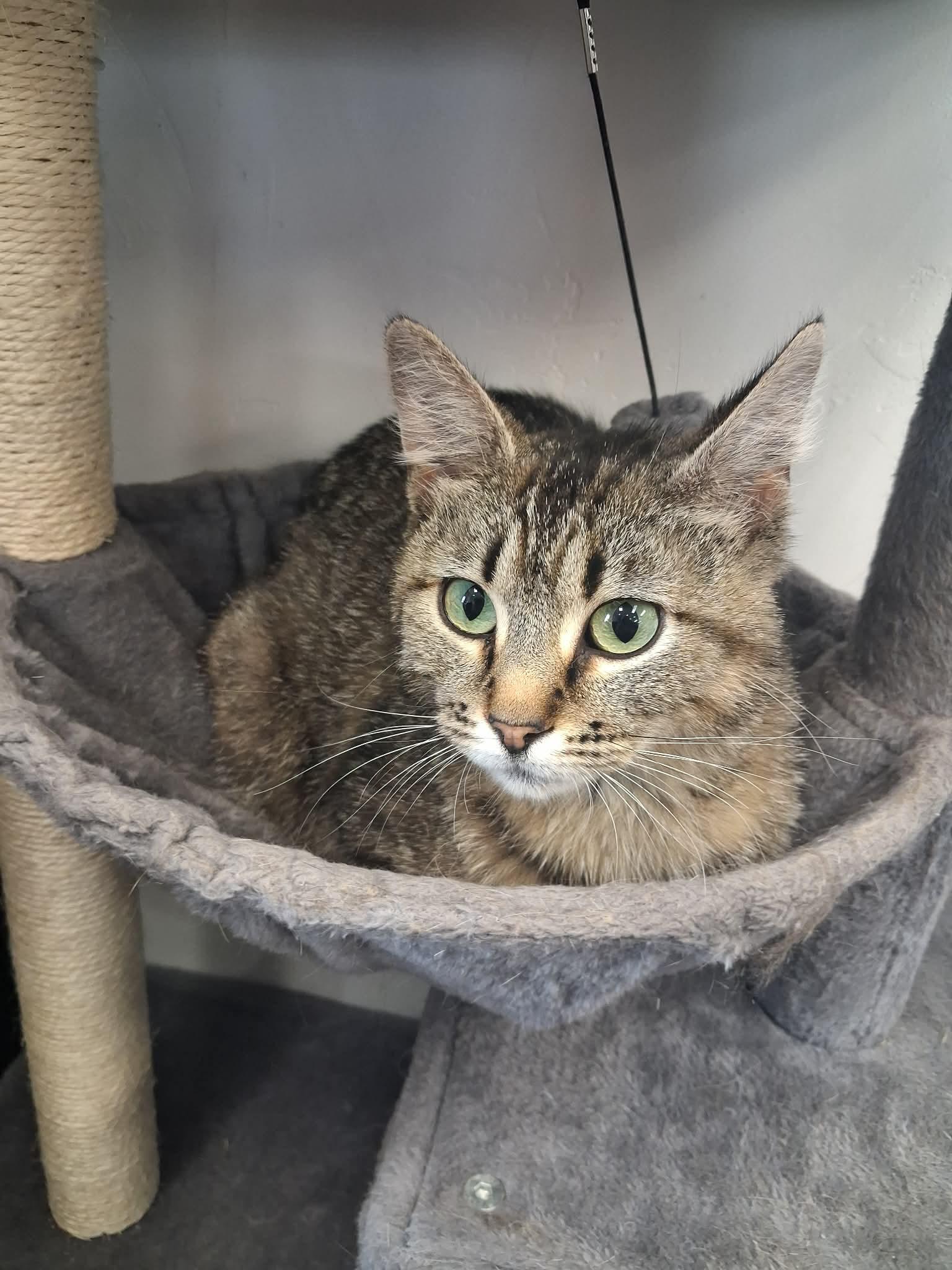 Mira, an adopted Domestic Medium Hair in Roosevelt, UT image 3/3