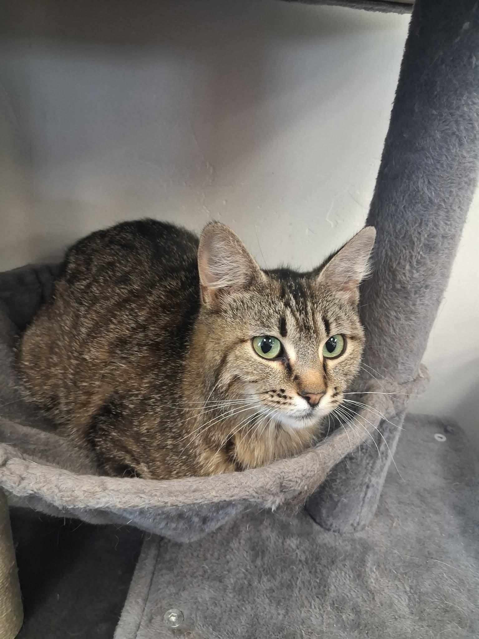 Mira, an adopted Domestic Medium Hair in Roosevelt, UT image 2/3