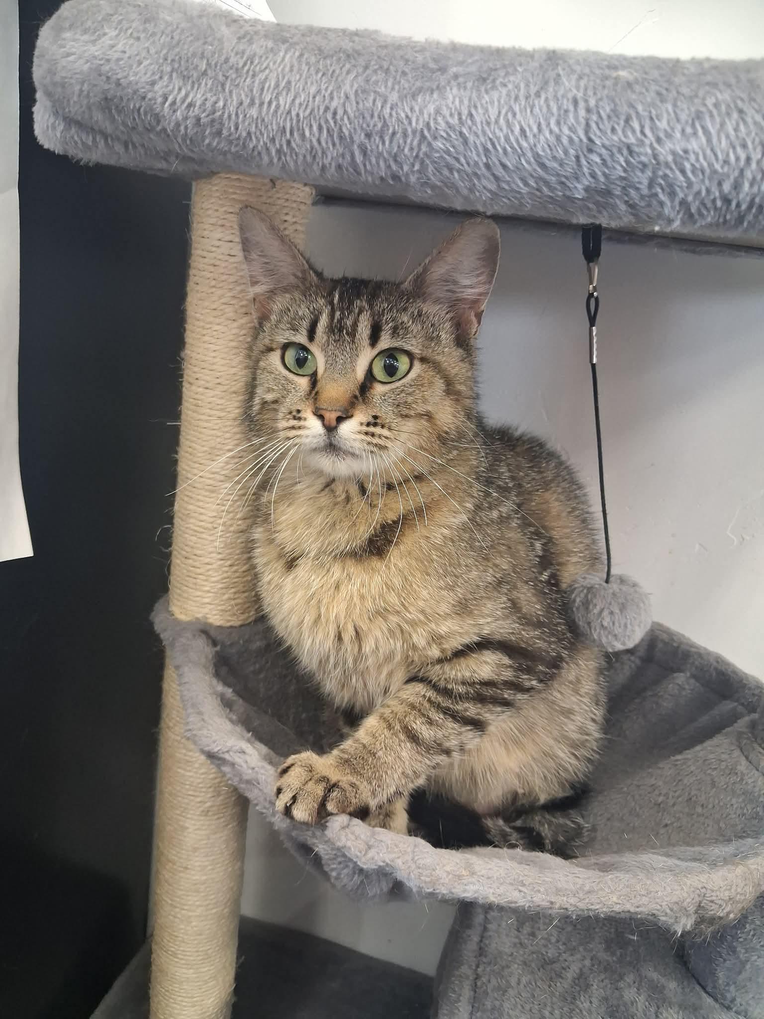 Mira, an adopted Domestic Medium Hair in Roosevelt, UT image 1/3