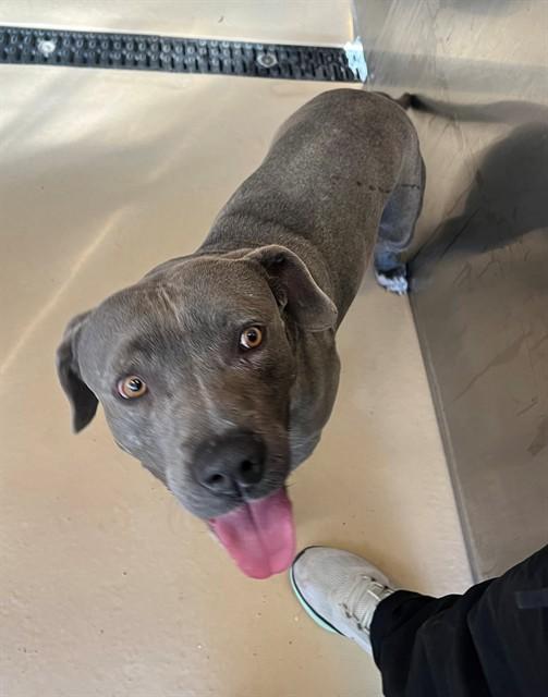 EEYORE, Adoptable, Adult Male Pit Bull Terrier & Mixed Breed.