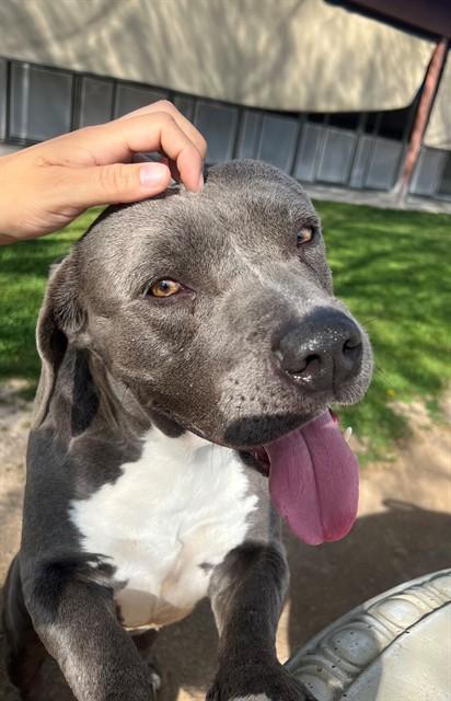 EEYORE, Adoptable, Adult Male Pit Bull Terrier & Mixed Breed.