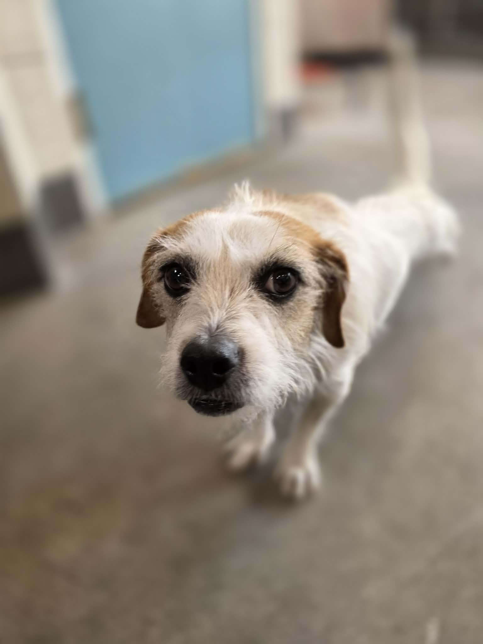 Enlarge Baguette, a ADOPTABLE Cairn Terrier in Phoenix, AZ image 3/6