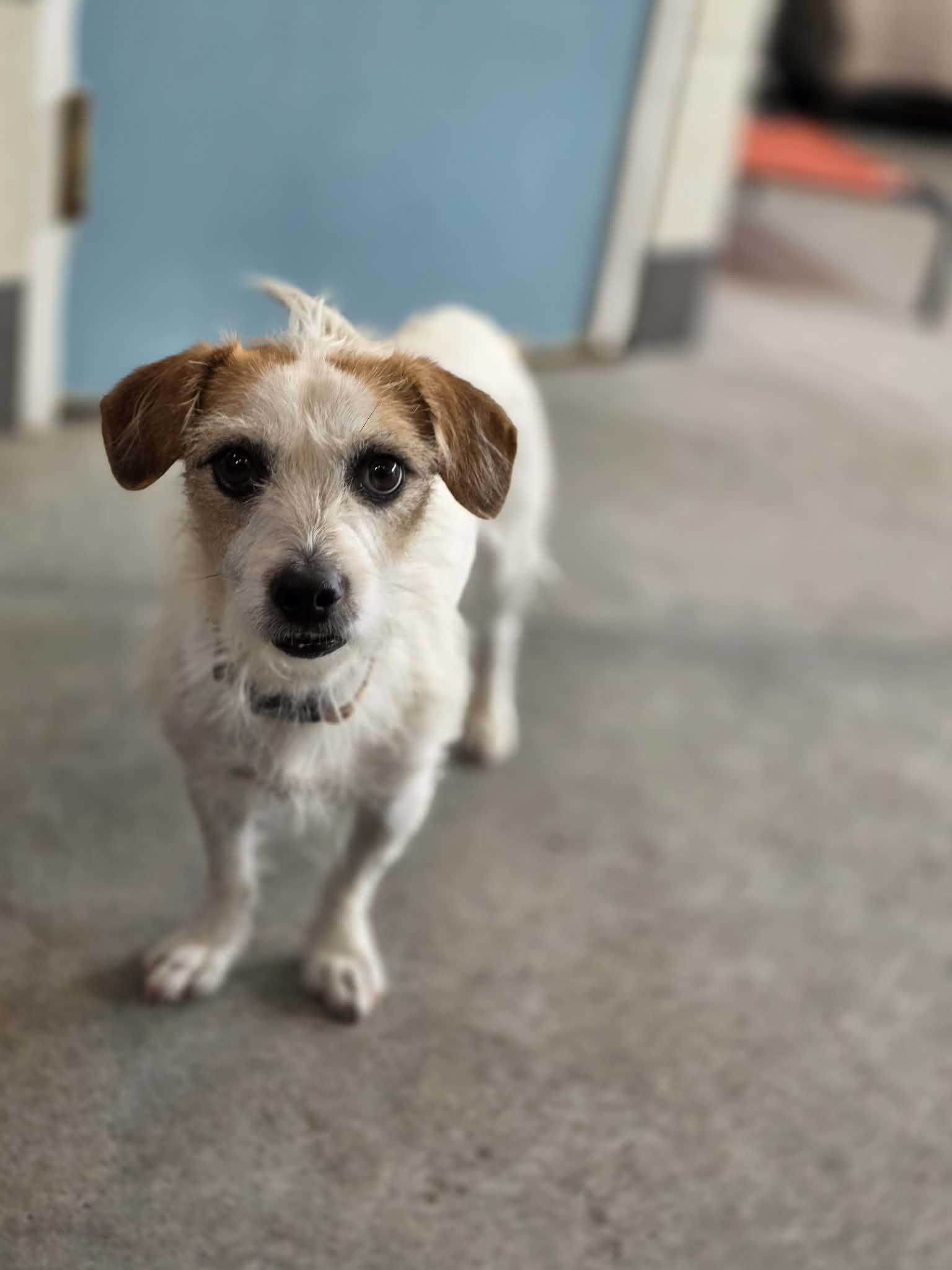 Enlarge Baguette, a ADOPTABLE Cairn Terrier in Phoenix, AZ image 2/6