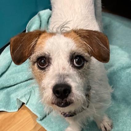 Enlarge Baguette, a ADOPTABLE Cairn Terrier in Phoenix, AZ image 6/6