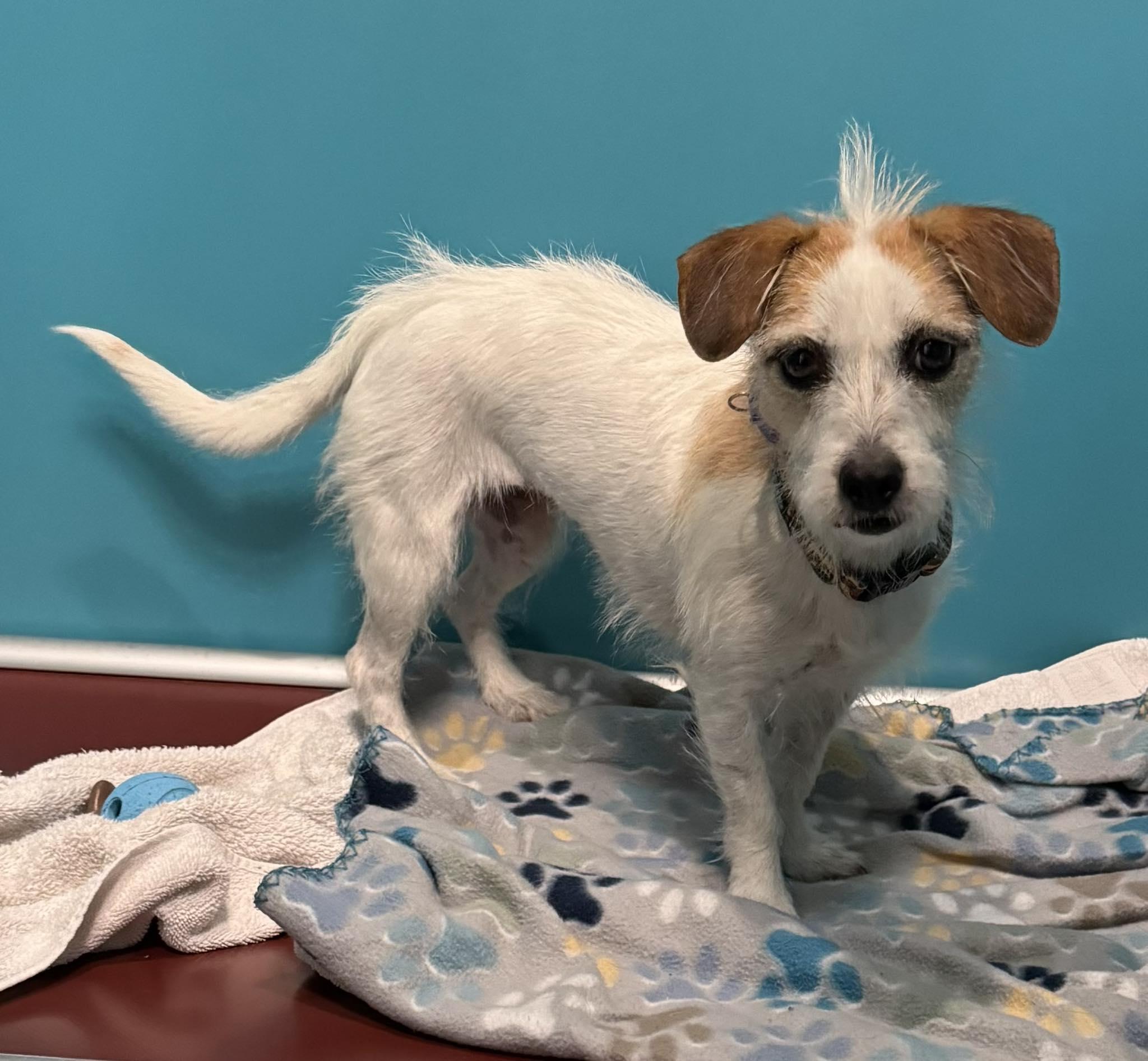 Baguette, ADOPTABLE, Young Female Cairn Terrier.
