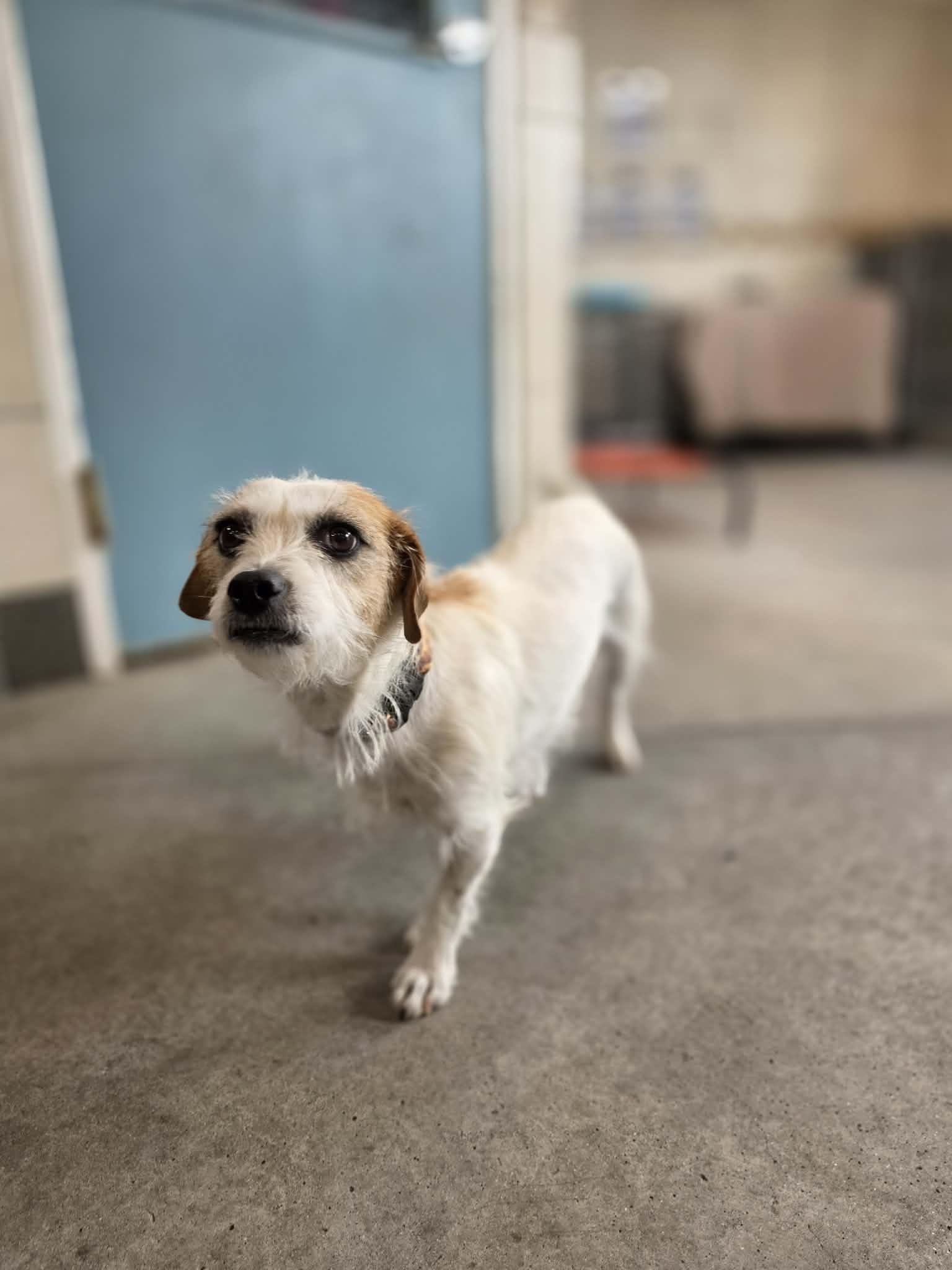 Enlarge Baguette, a ADOPTABLE Cairn Terrier in Phoenix, AZ image 4/6