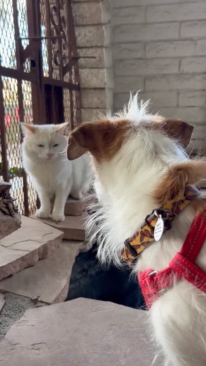 Enlarge Baguette, a ADOPTABLE Cairn Terrier in Phoenix, AZ video 5/6