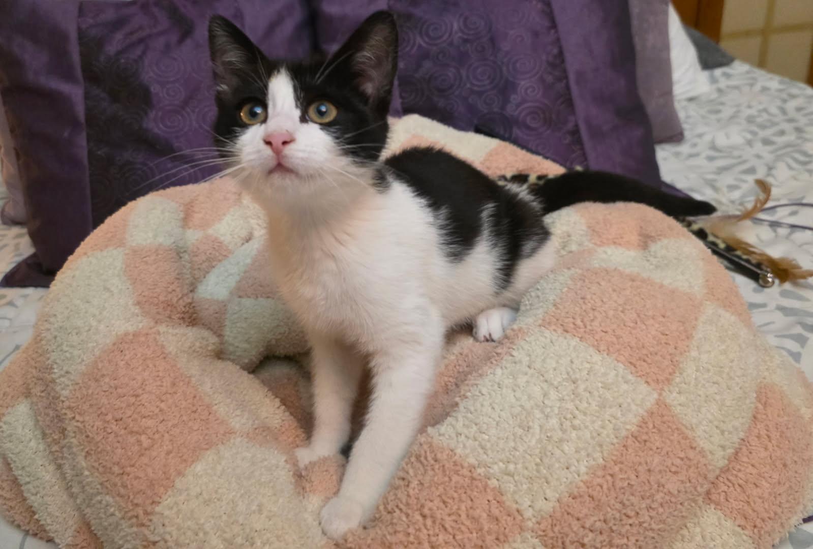 Nana, Adoptable, Kitten Female Domestic Short Hair.