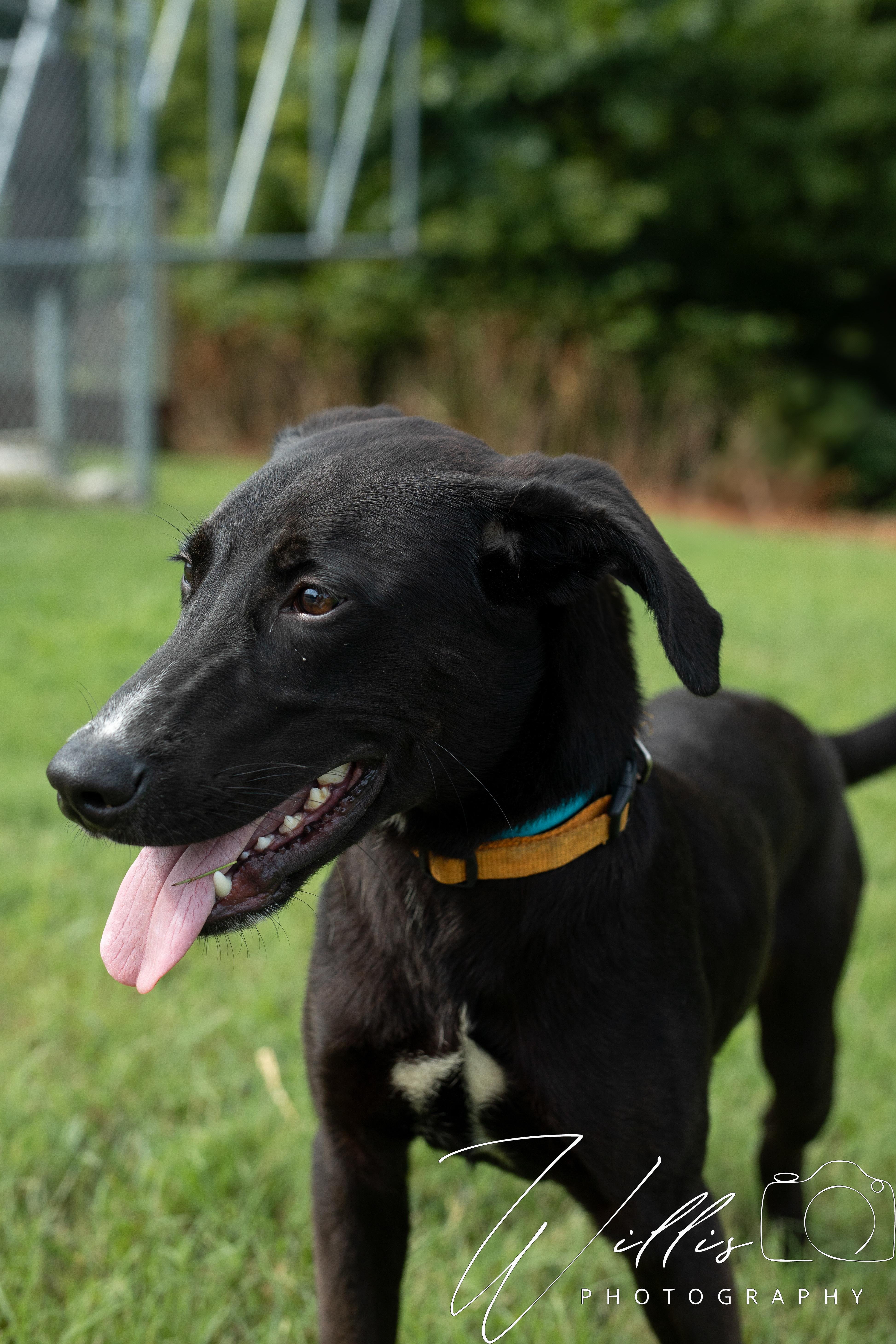 Trent - Waived Adoption