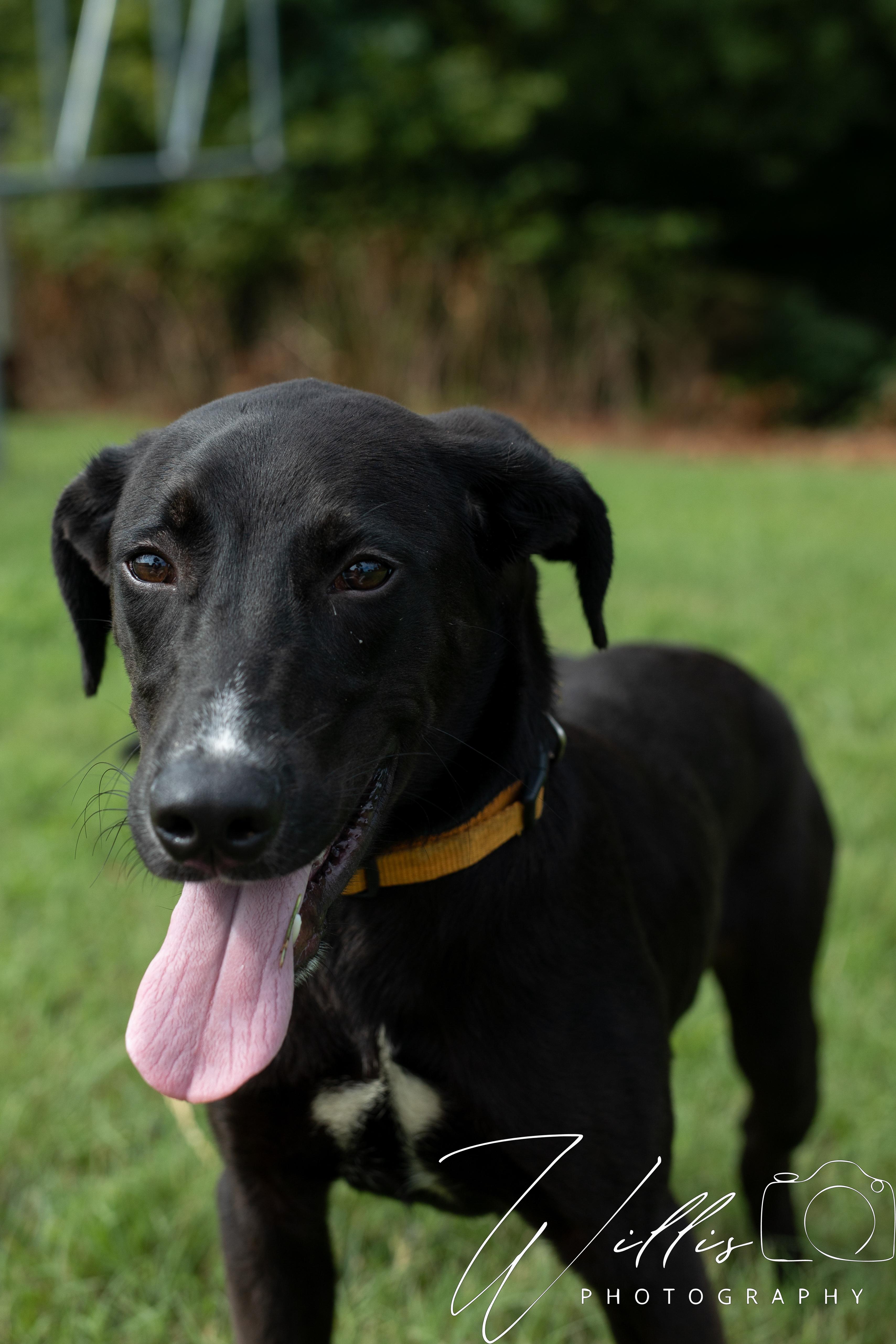 Trent - Waived Adoption