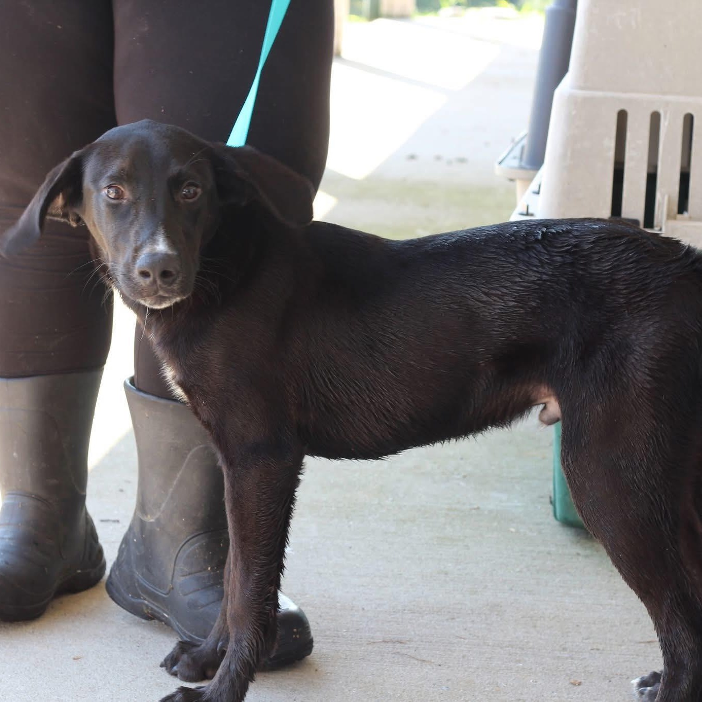 Trent - Waived Adoption