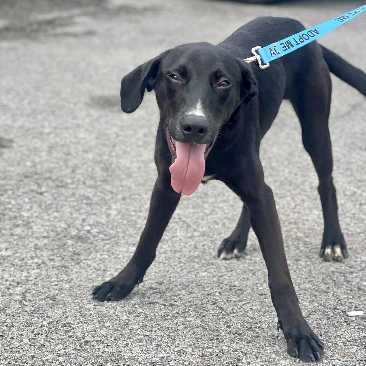 Trent - Waived Adoption