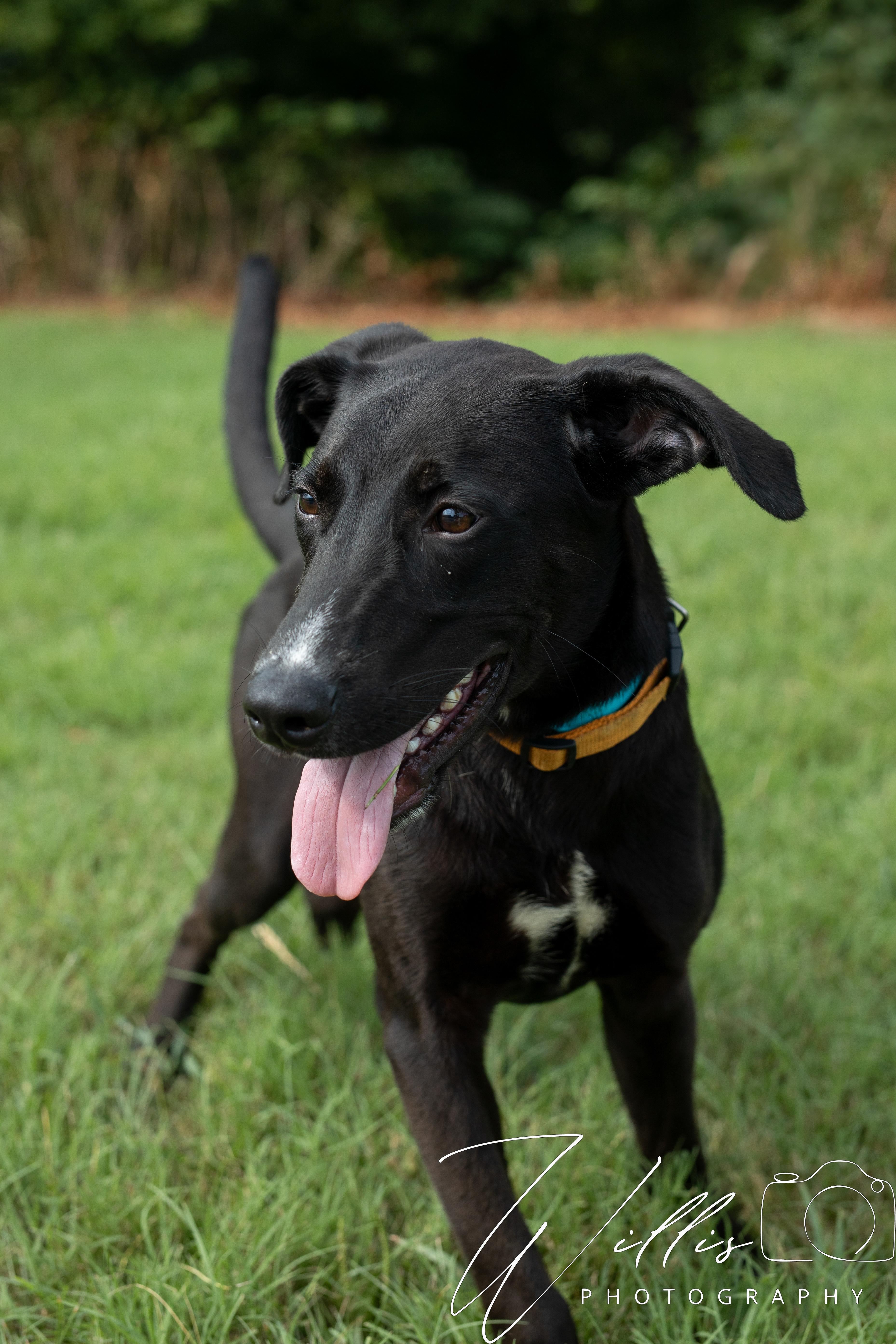 Trent - Waived Adoption