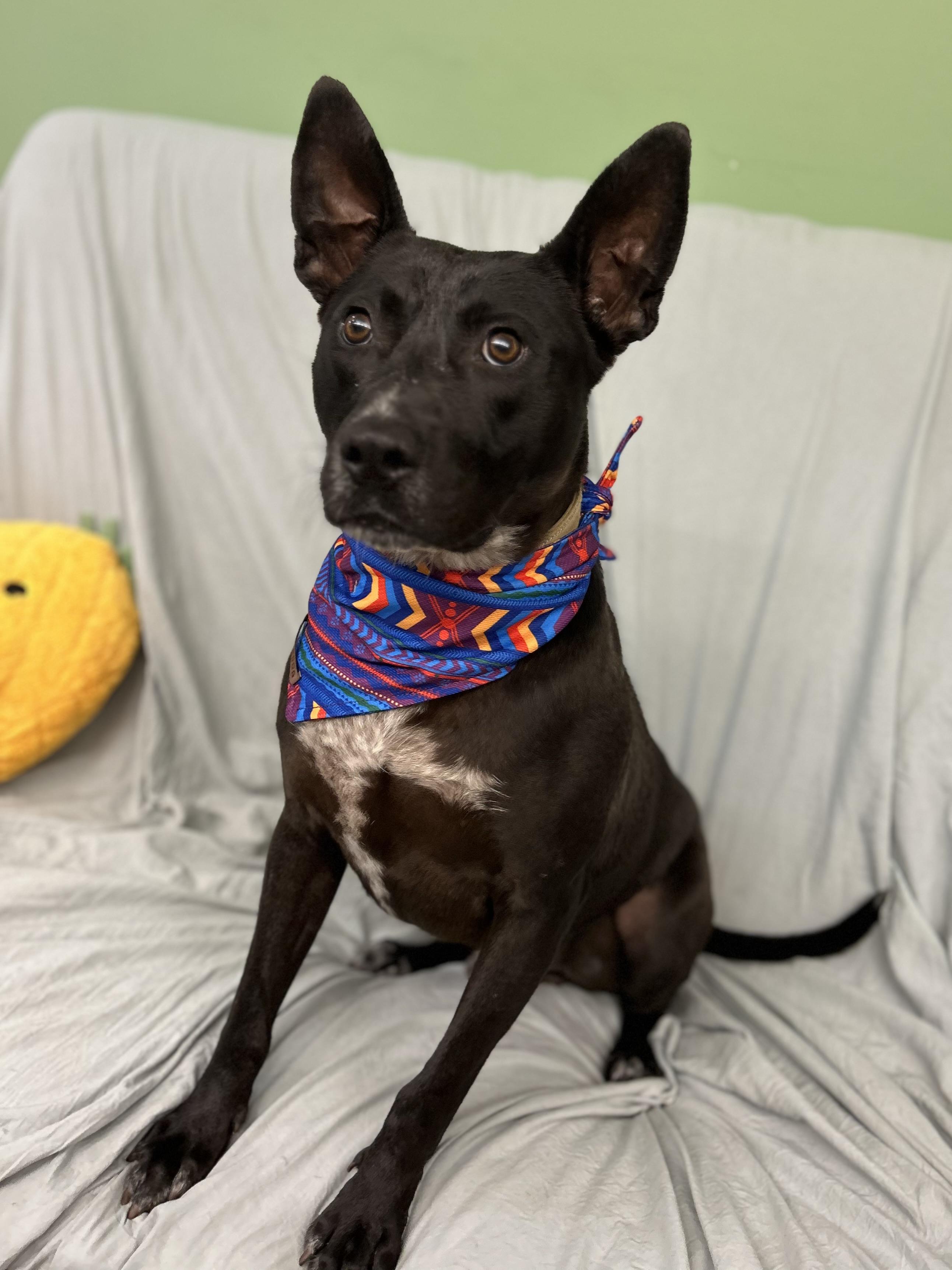 Radar , a ADOPTABLE mixed breed in Howes Cave, NY image 3/4