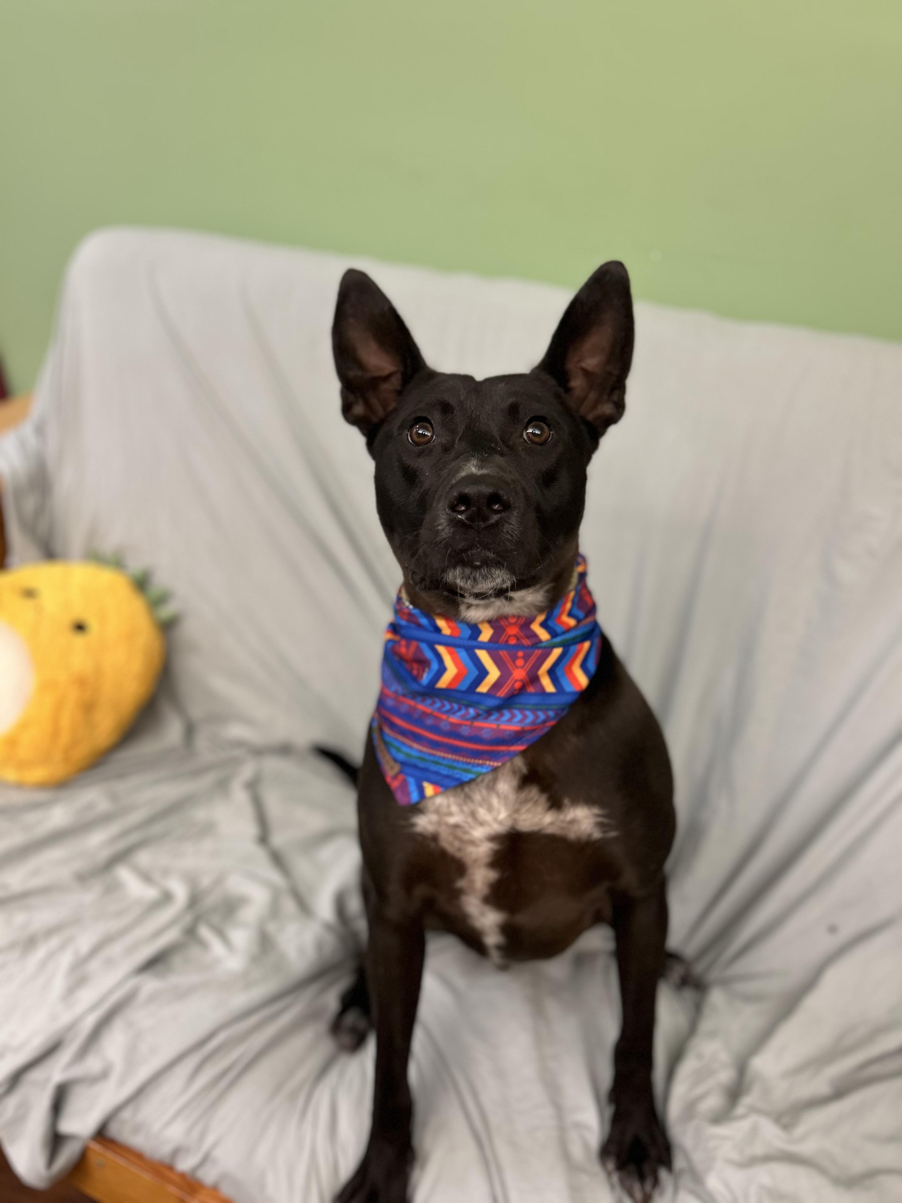 Radar , a ADOPTABLE mixed breed in Howes Cave, NY image 4/4