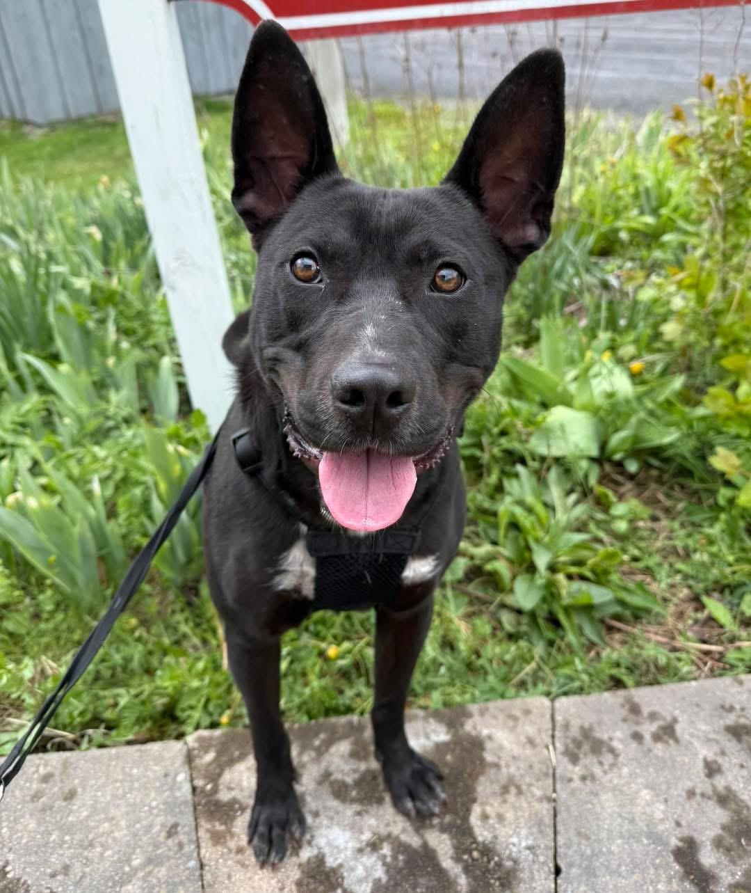 Radar , ADOPTABLE, Adult Male Pit Bull Terrier.