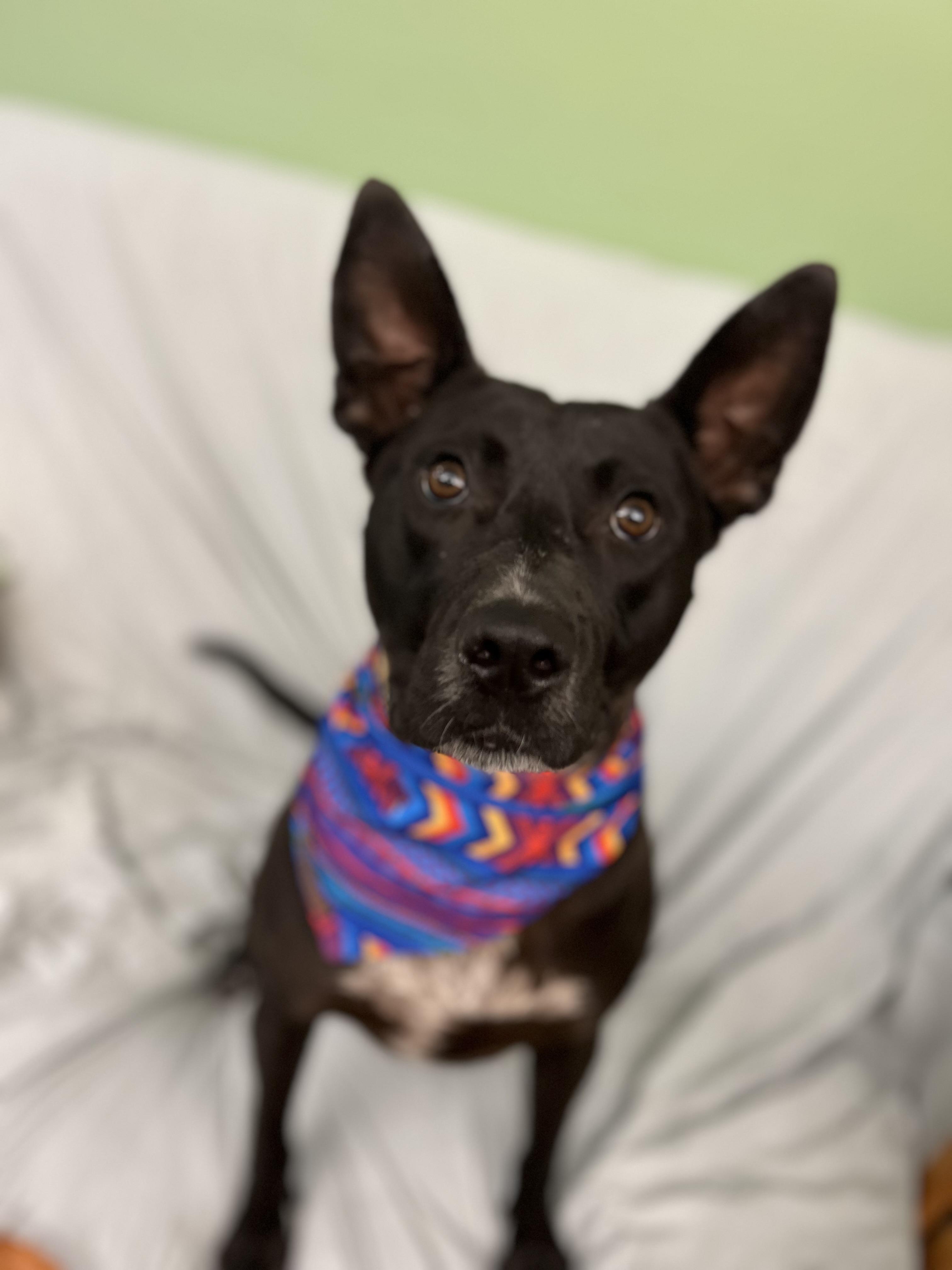 Radar , a ADOPTABLE mixed breed in Howes Cave, NY image 1/4