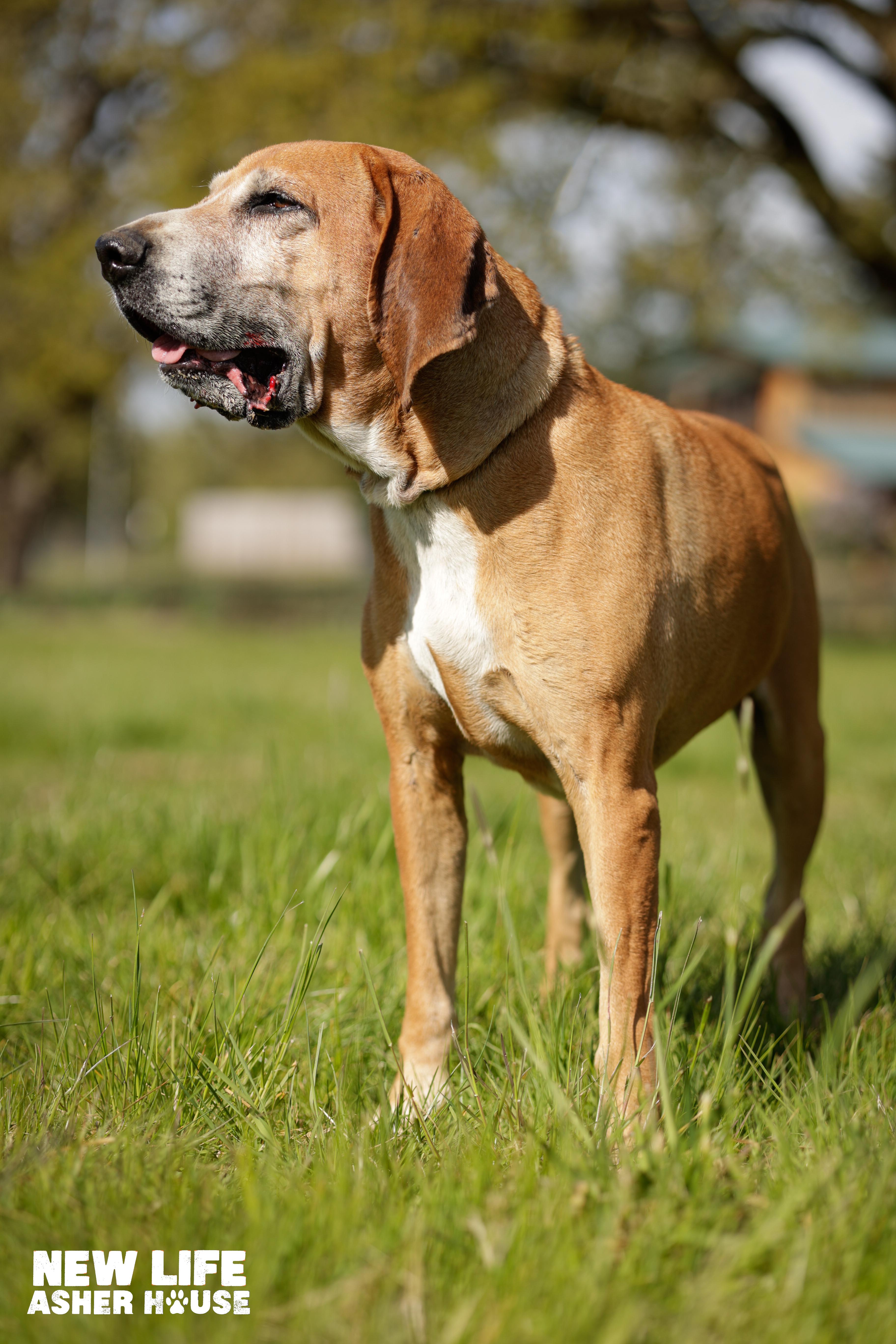 Duke, an adoptable Hound in Portland, OR image 4/6