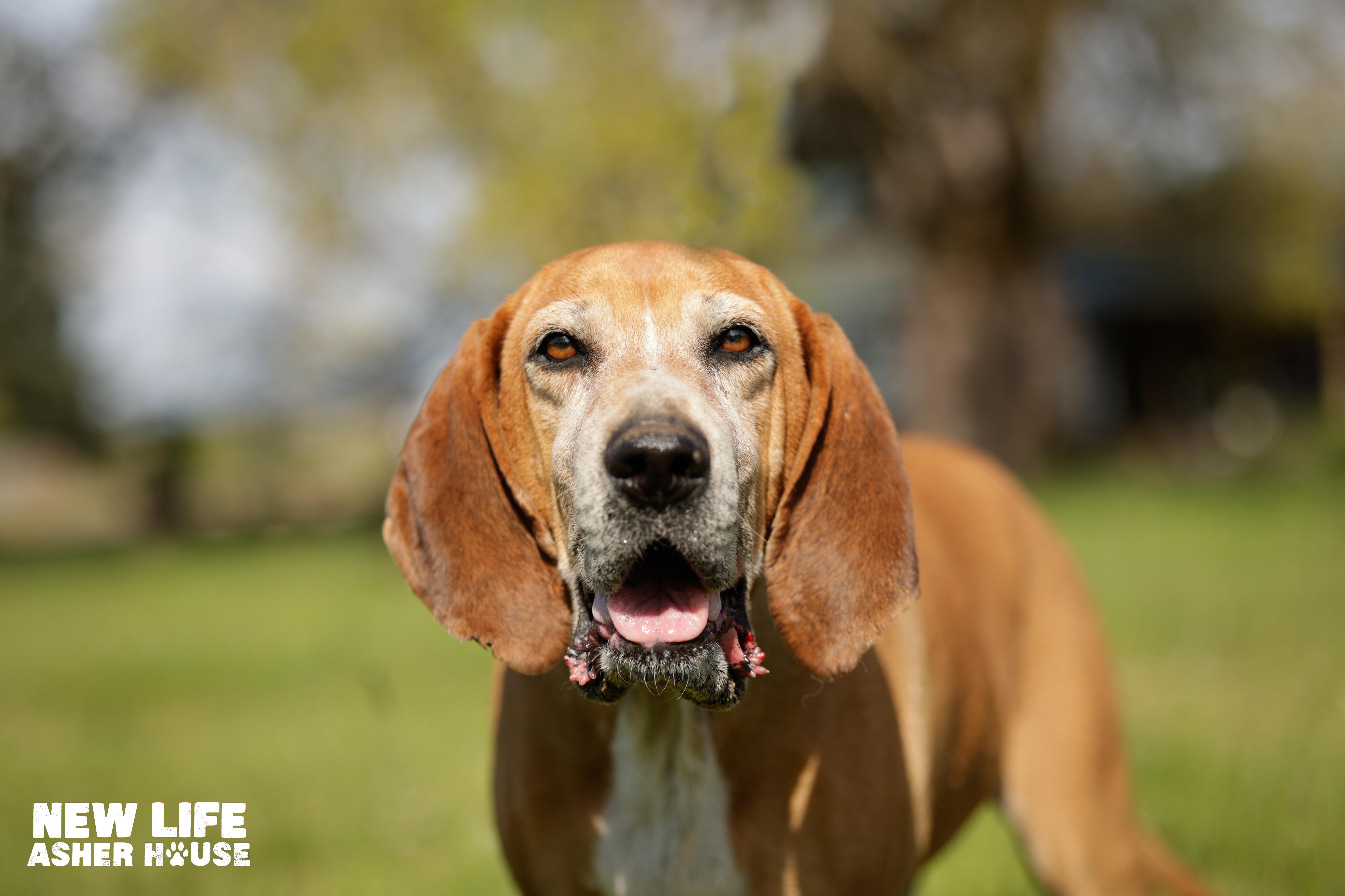 Duke, adoptable, Adult Male Hound.