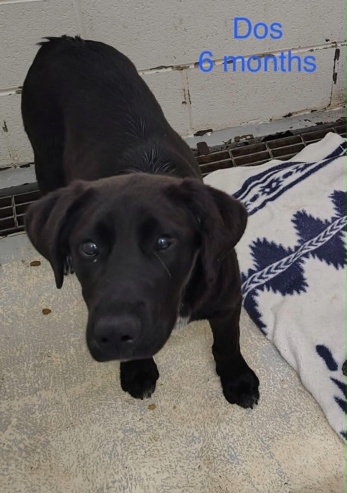 Dos, Adoptable, Young Male Labrador Retriever.