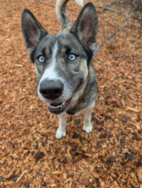 Enlarge Willow, a Adoptable mixed breed in Vancouver, WA image 1/6