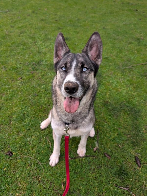 Enlarge Willow, a Adoptable mixed breed in Vancouver, WA image 2/6