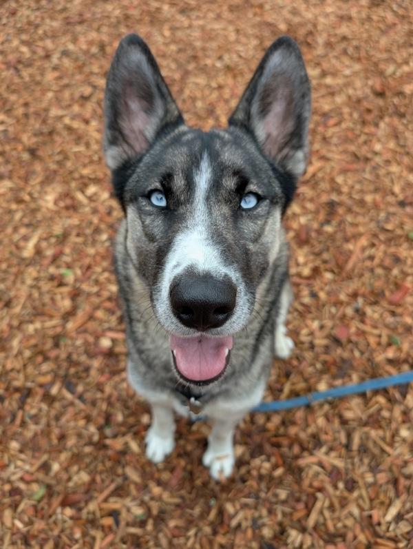 Enlarge Willow, a Adoptable mixed breed in Vancouver, WA image 3/6