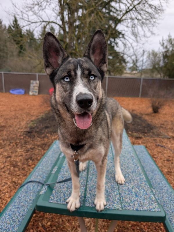 Enlarge Willow, a Adoptable mixed breed in Vancouver, WA image 4/6