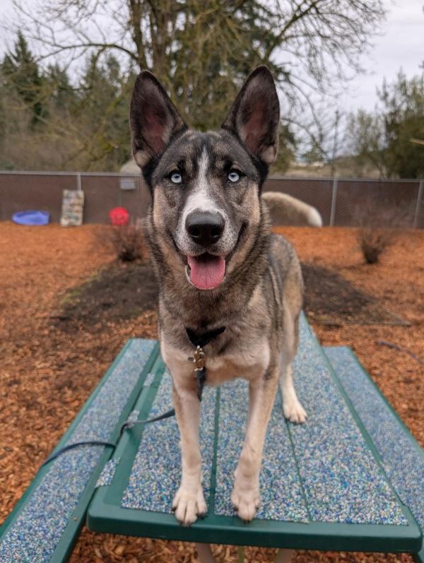 Enlarge Willow, a Adoptable mixed breed in Vancouver, WA image 5/6