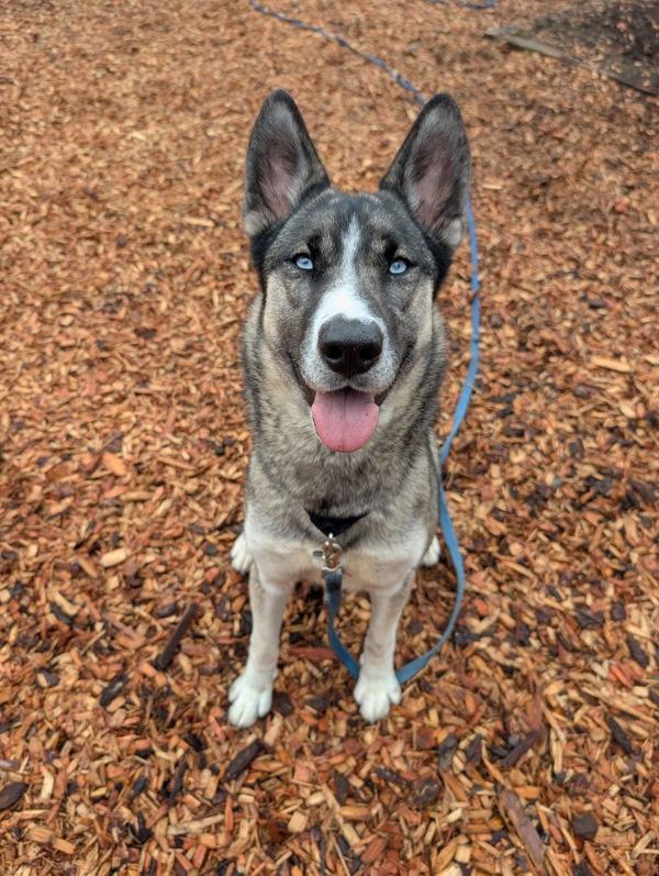 Enlarge Willow, a Adoptable mixed breed in Vancouver, WA image 6/6