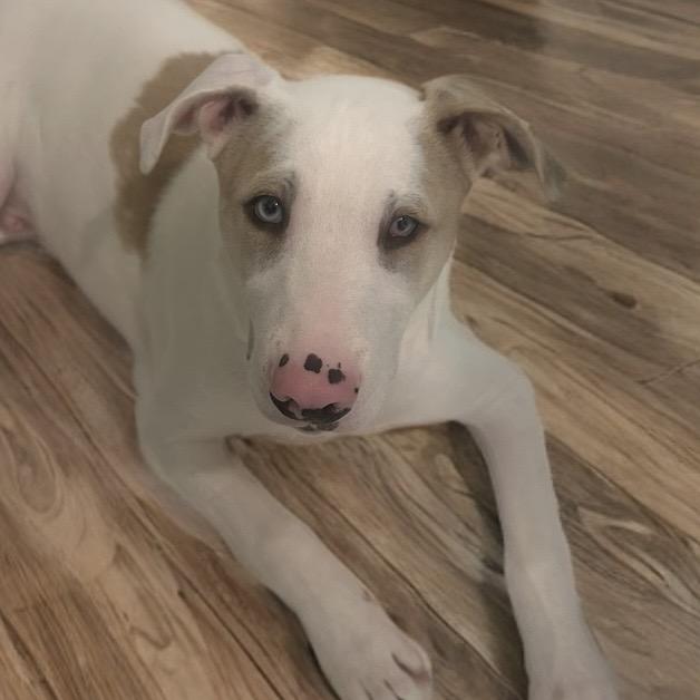 Enlarge Mac, a Adoptable German Shepherd Dog in Mocksville, NC image 3/6