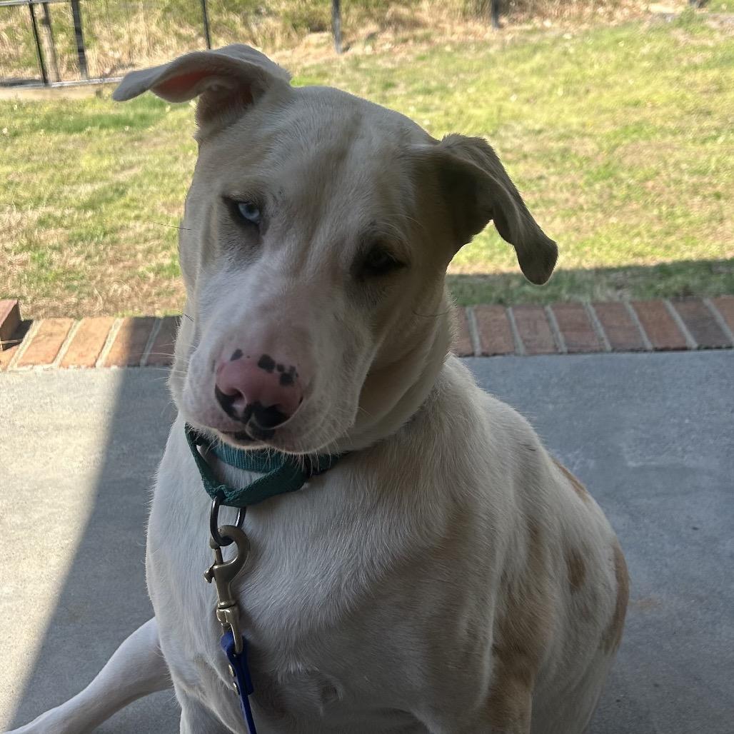 Enlarge Mac, a Adoptable German Shepherd Dog in Mocksville, NC image 3/6