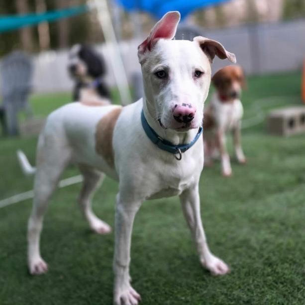 Enlarge Mac, a Adoptable German Shepherd Dog in Mocksville, NC image 4/6