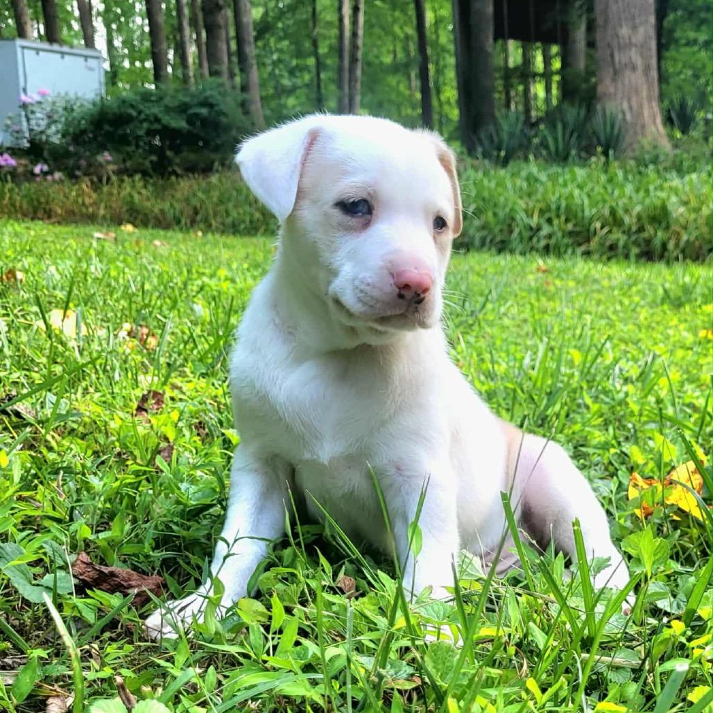 Enlarge Mac, a Adoptable German Shepherd Dog in Mocksville, NC image 6/6