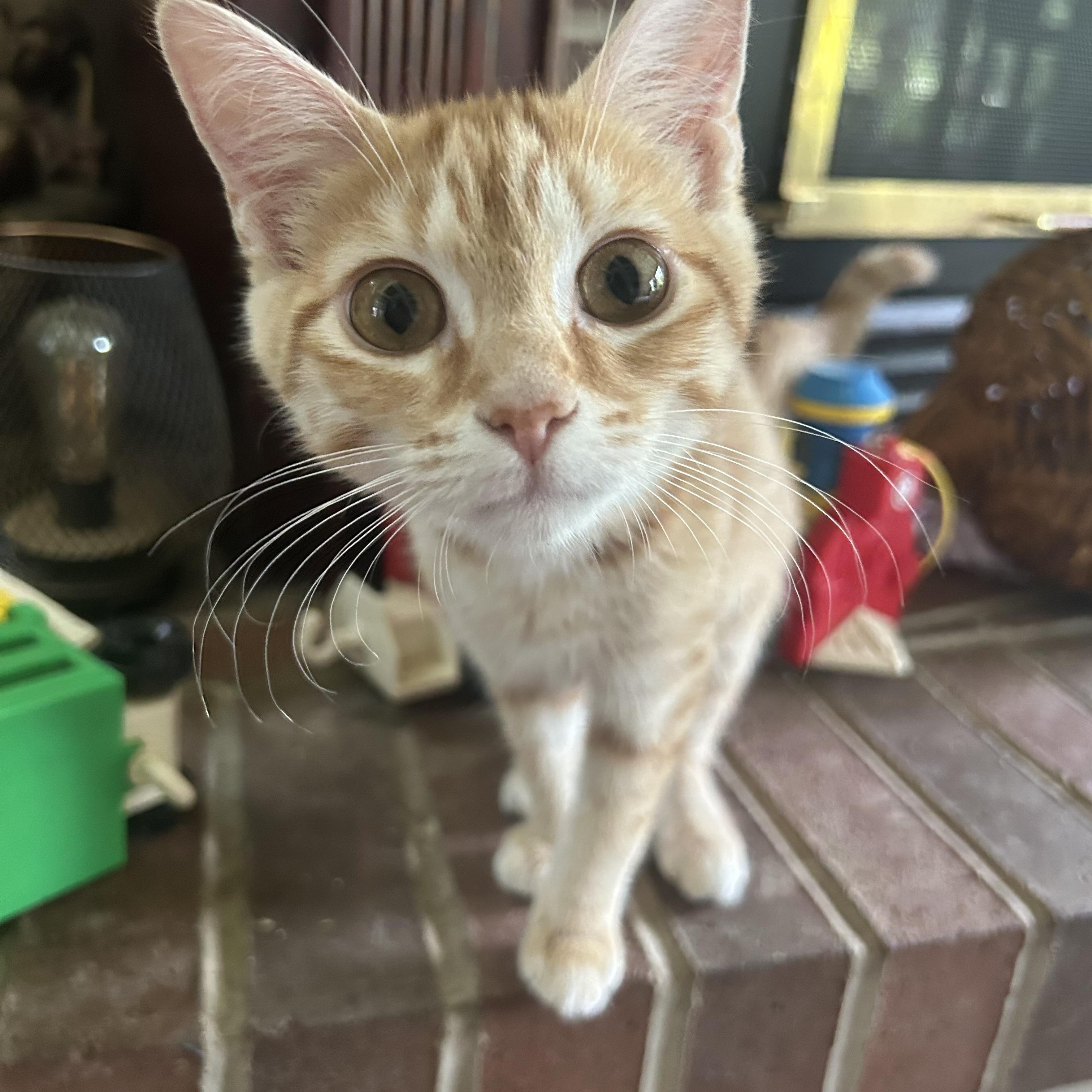 Sunkissed, adopted, Kitten Female Domestic Short Hair.