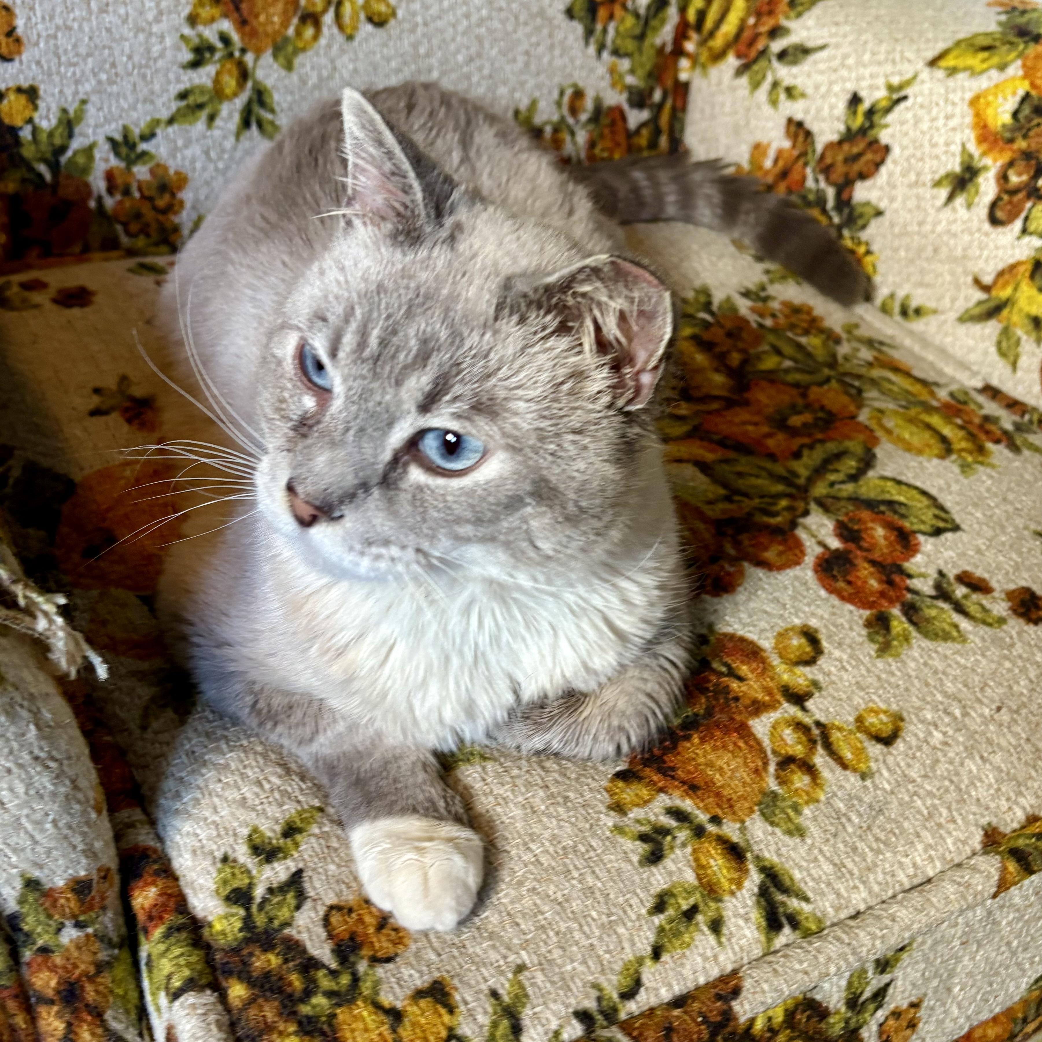 Enlarge Tanzanite, a ADOPTABLE Snowshoe in Akron, OH image 5/6