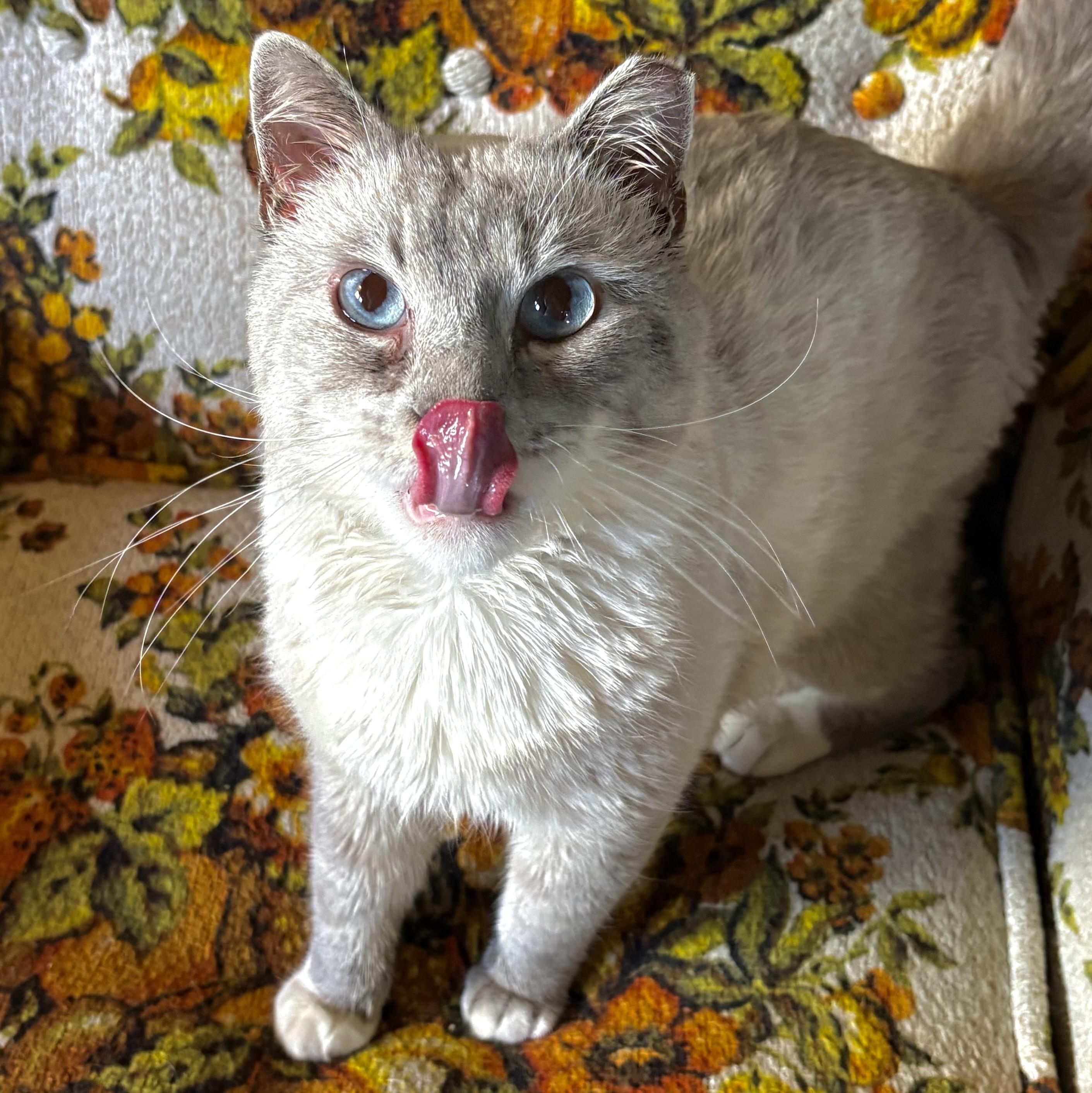 Enlarge Tanzanite, a ADOPTABLE Snowshoe in Akron, OH image 2/6