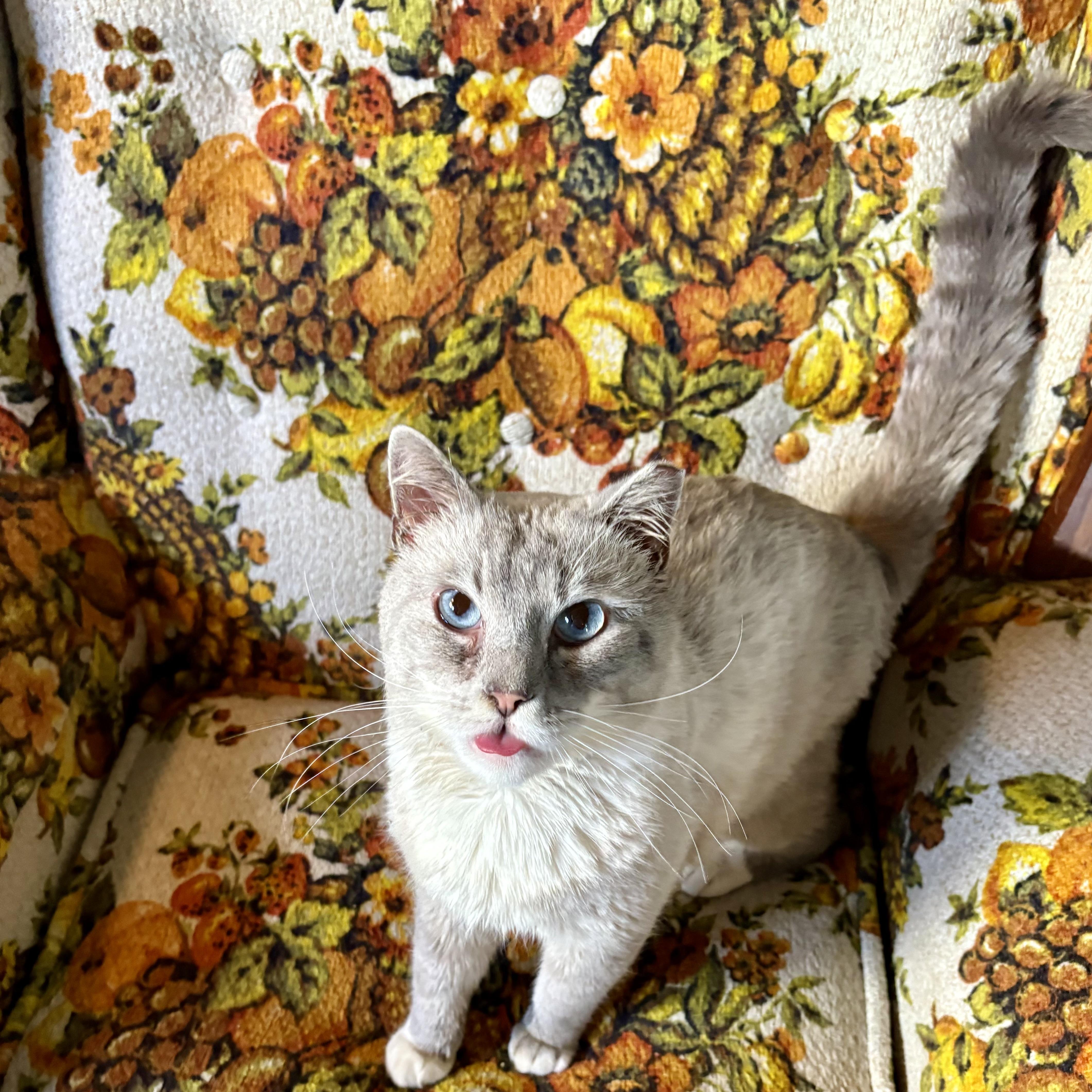 Enlarge Tanzanite, a ADOPTABLE Snowshoe in Akron, OH image 4/6