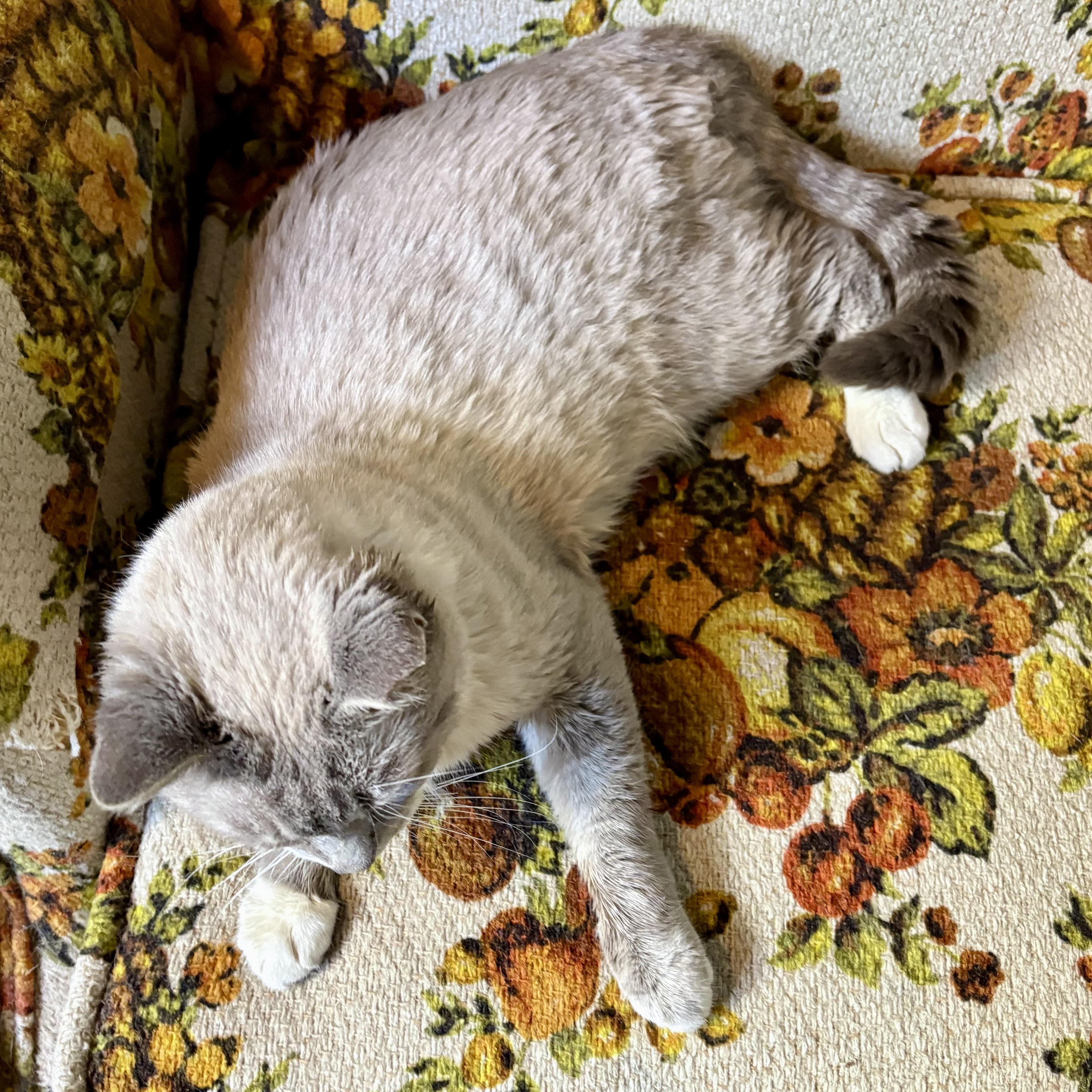 Enlarge Tanzanite, a ADOPTABLE Snowshoe in Akron, OH image 6/6