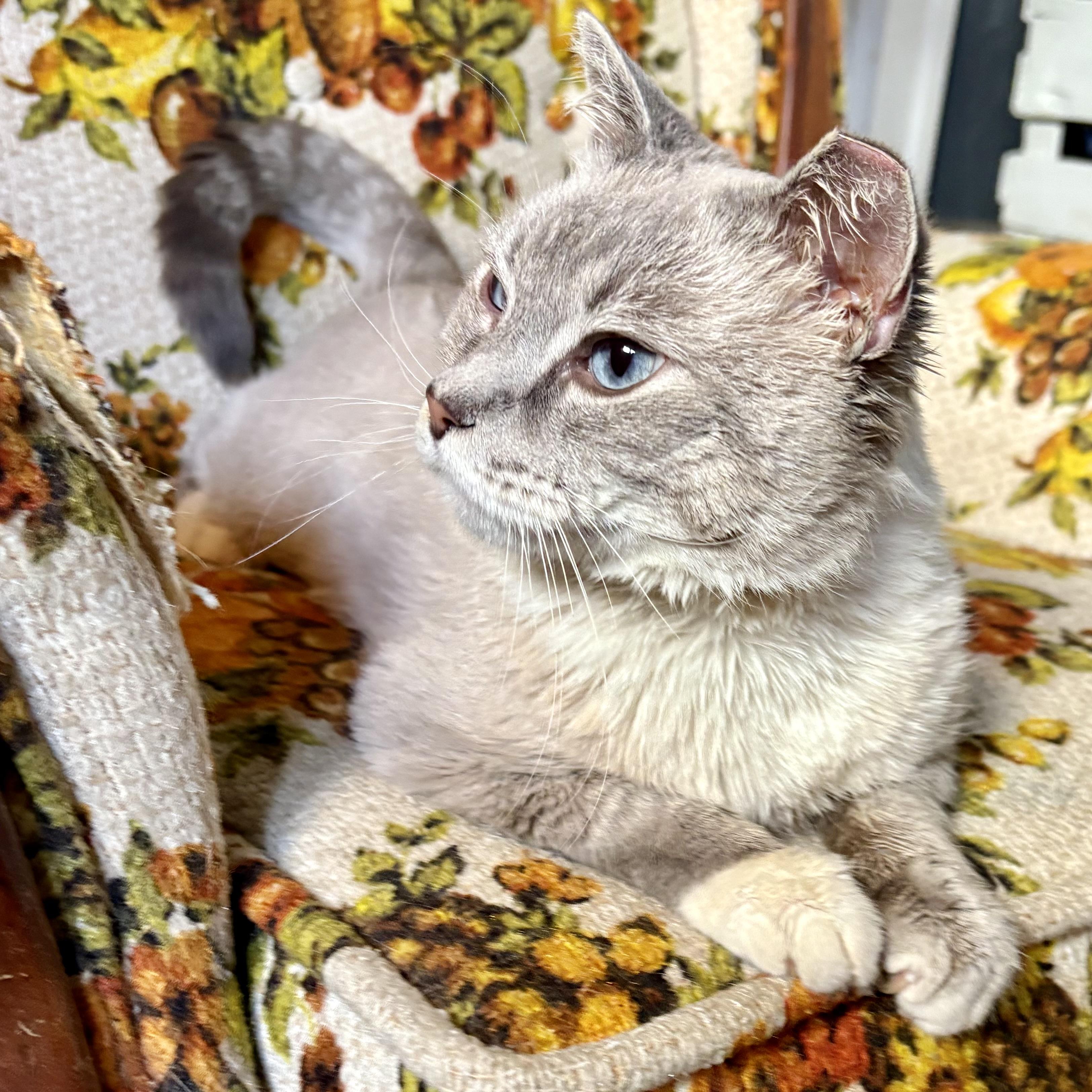 Tanzanite, ADOPTABLE, Adult Male Snowshoe.