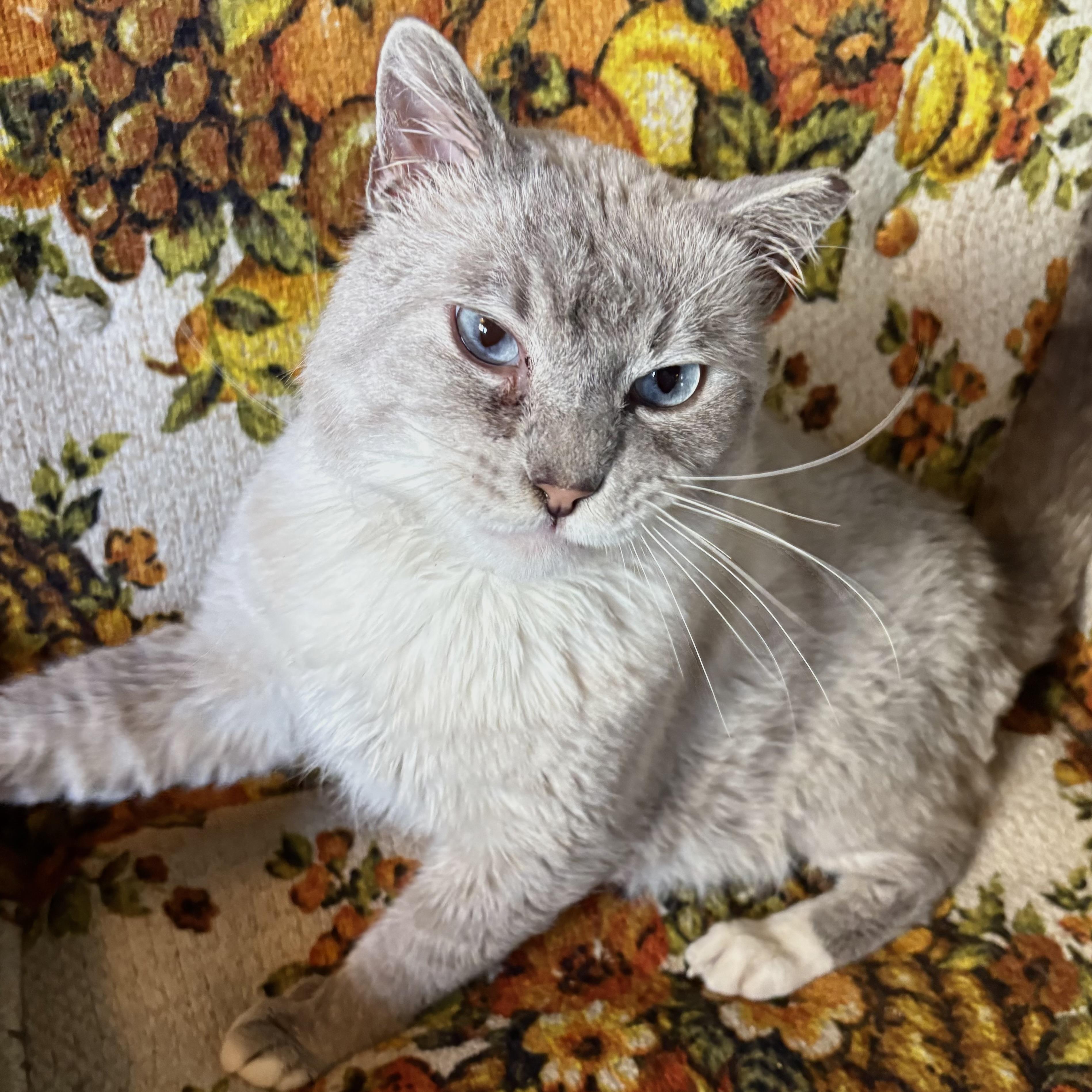 Enlarge Tanzanite, a ADOPTABLE Snowshoe in Akron, OH image 3/6