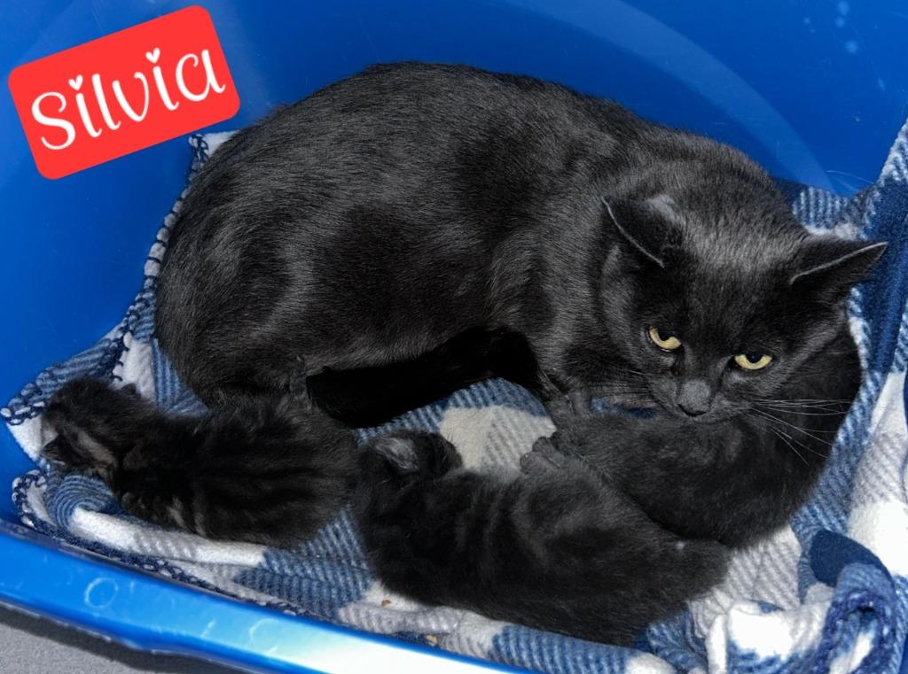 Silvia, a Adoptable mixed breed in Jim Thorpe, PA image 1/2