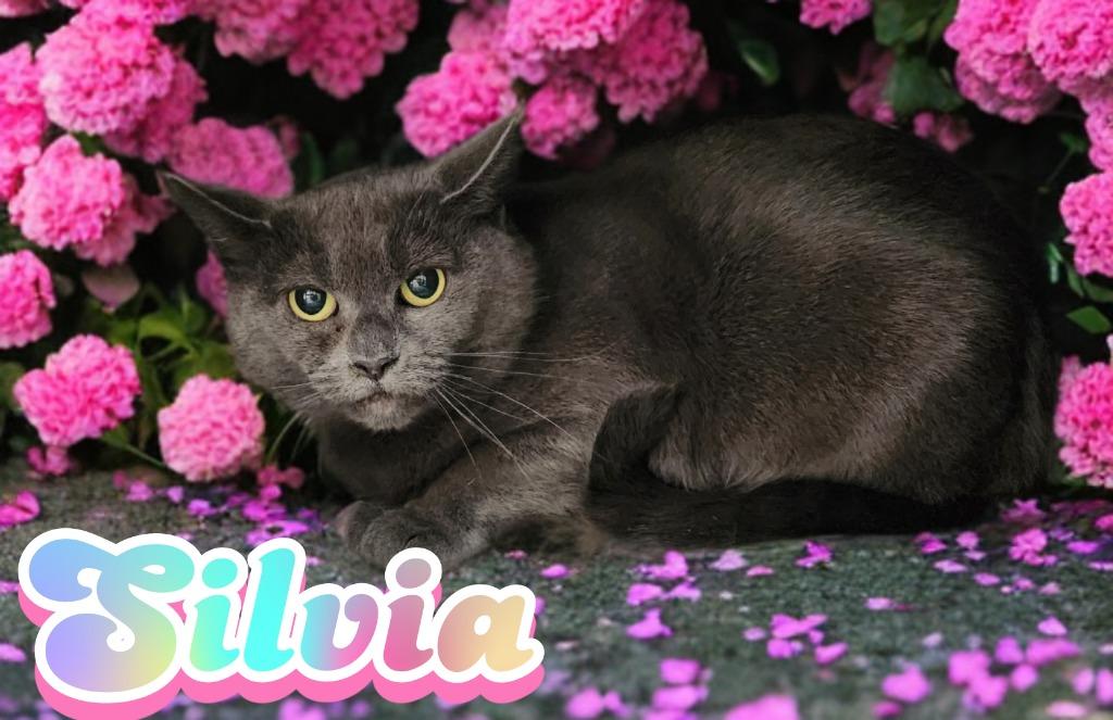 Silvia, a Adoptable mixed breed in Jim Thorpe, PA image 2/2