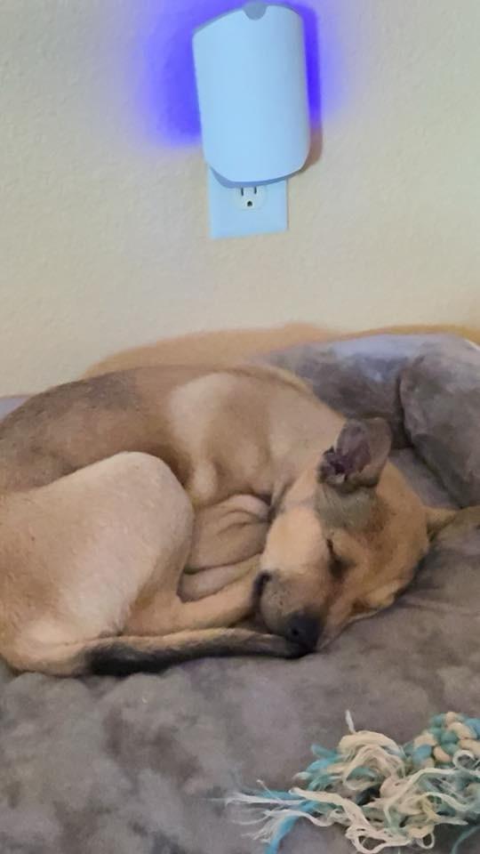 Rally, Adoptable, Puppy Male Shepherd.