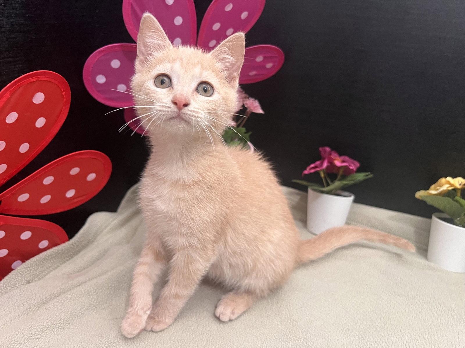 Cataleya, Adoptable, Kitten Female Tabby & Domestic Short Hair.